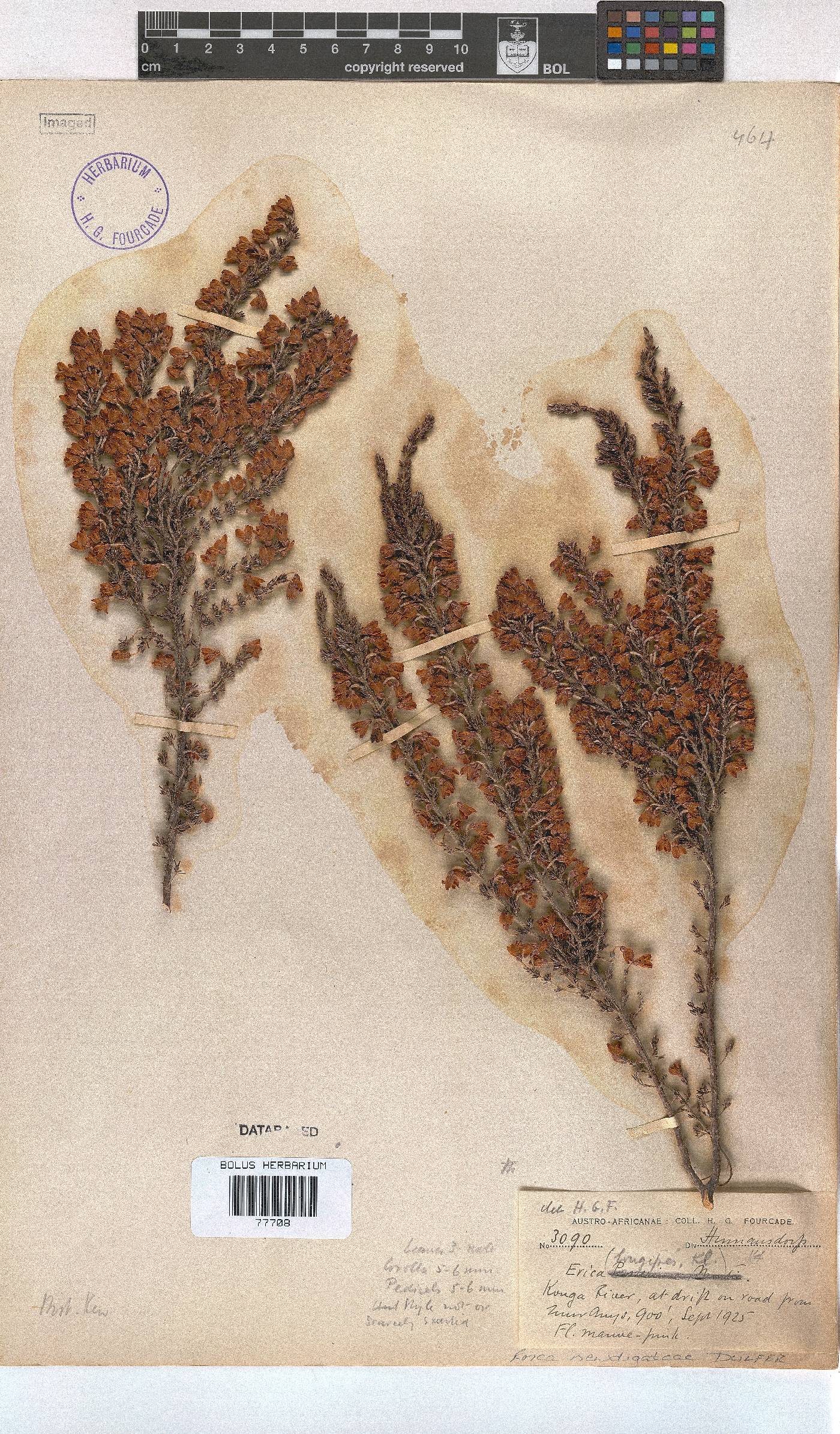Erica newdigateae image