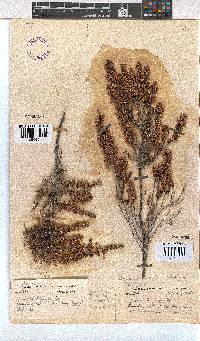 Erica newdigateae image