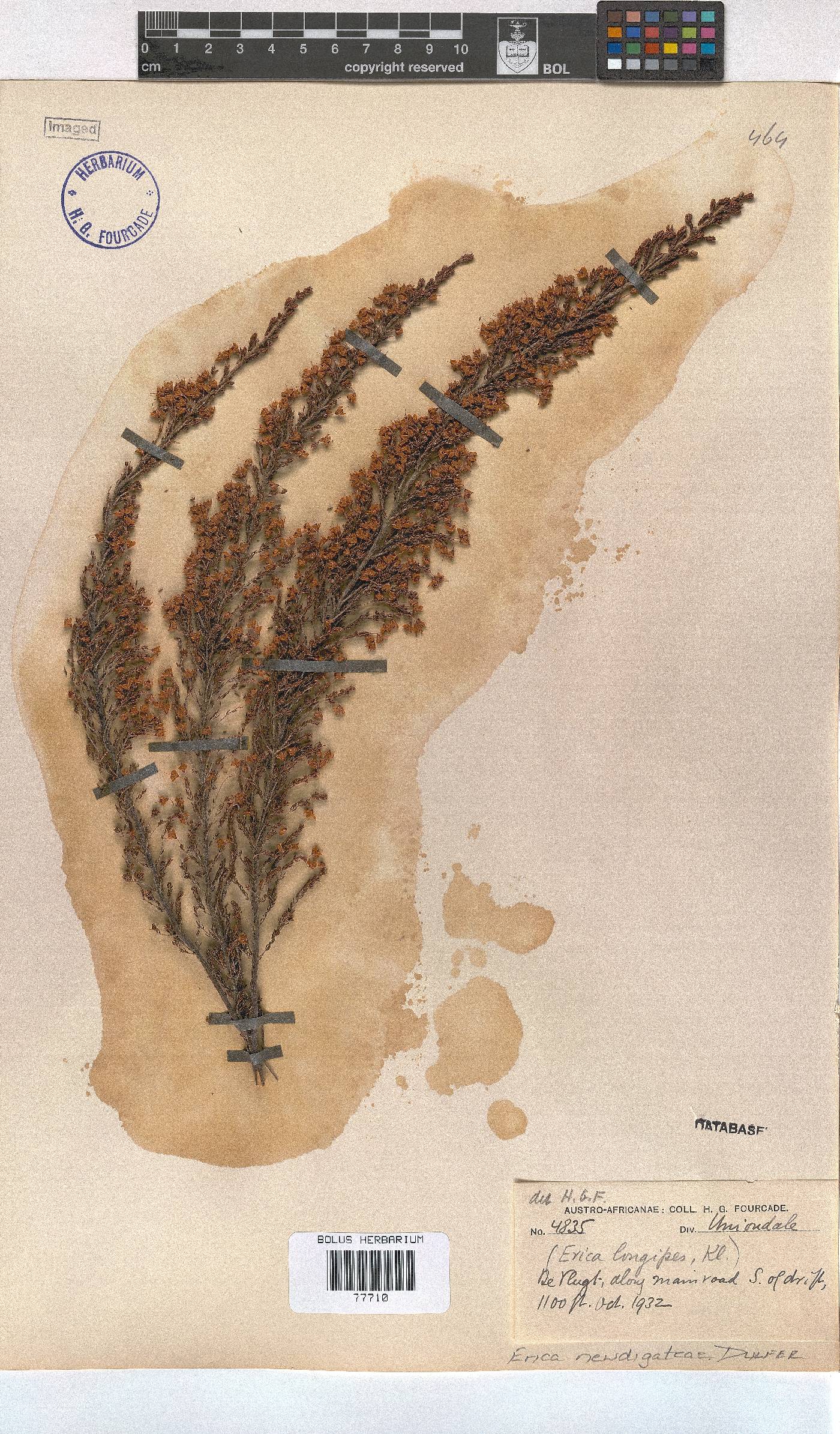 Erica newdigateae image