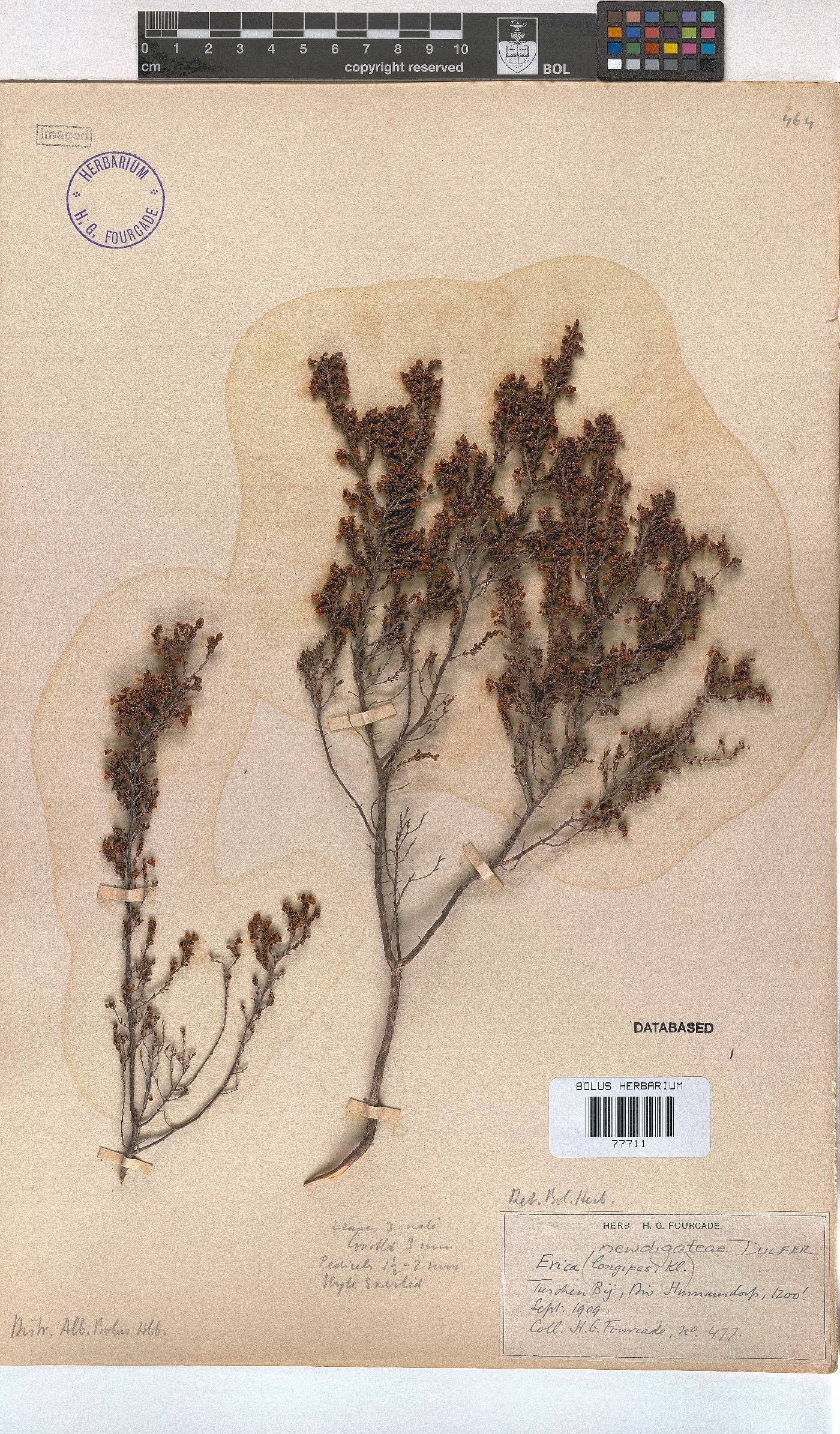 Erica newdigateae image
