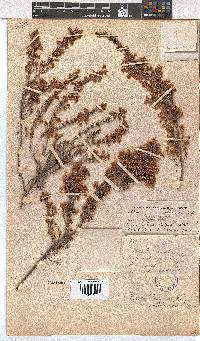 Erica newdigateae image