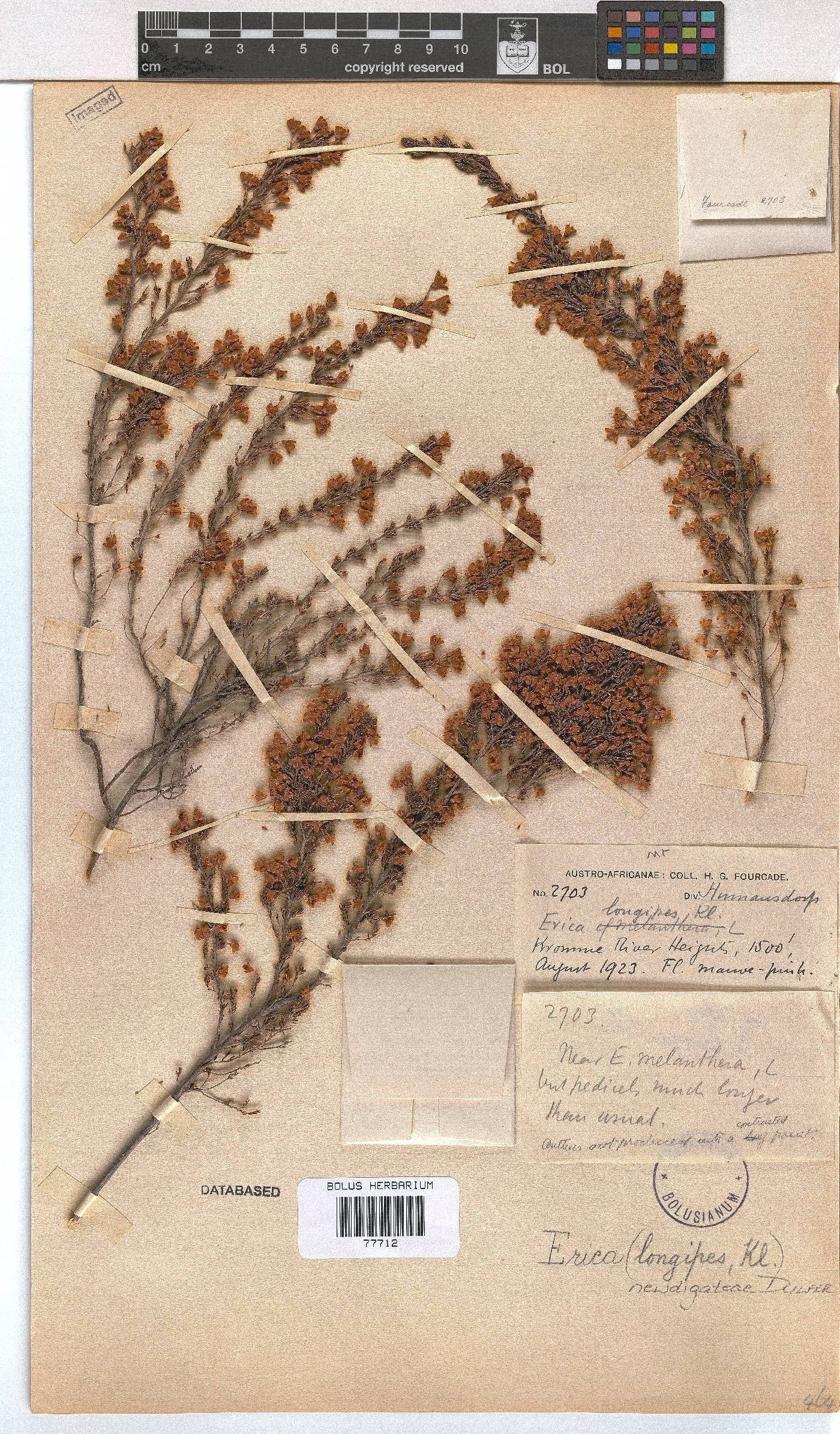 Erica newdigateae image