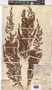 Erica newdigateae image