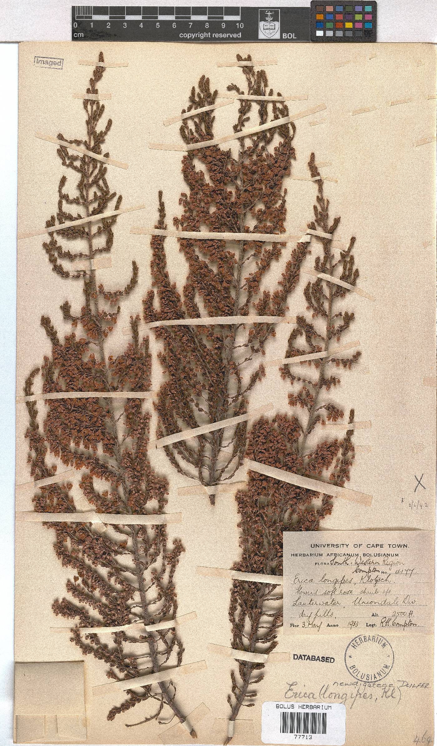 Erica newdigateae image