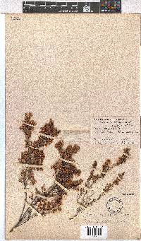 Erica newdigateae image