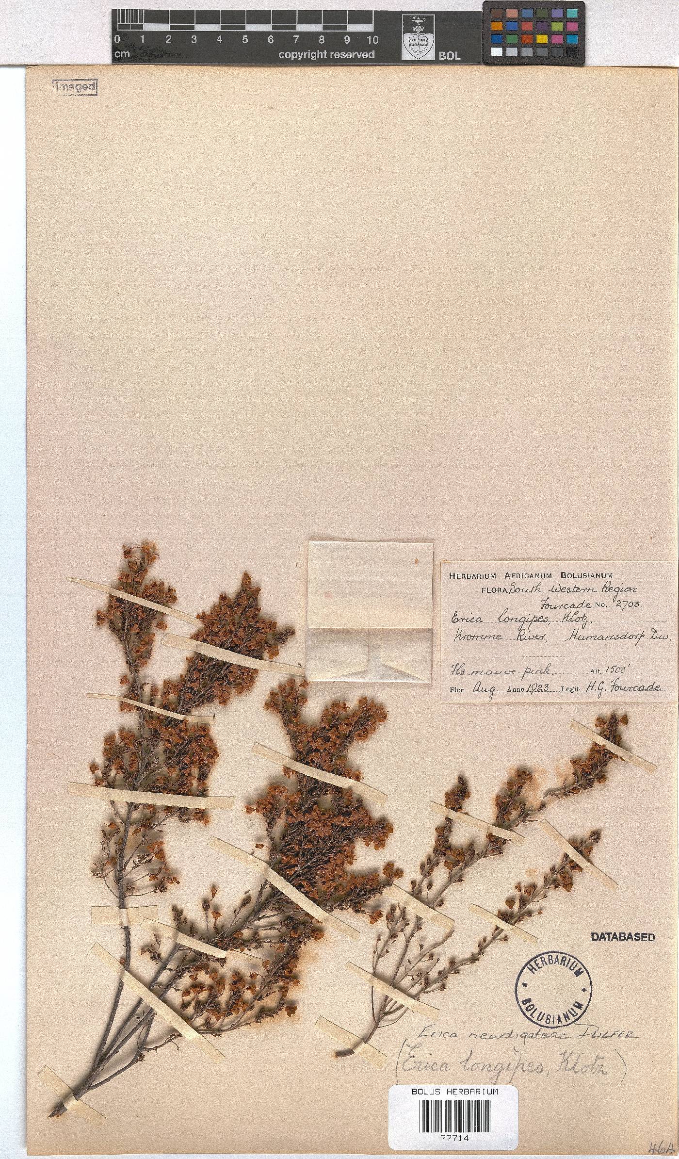 Erica newdigateae image