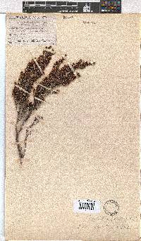 Erica uberiflora image