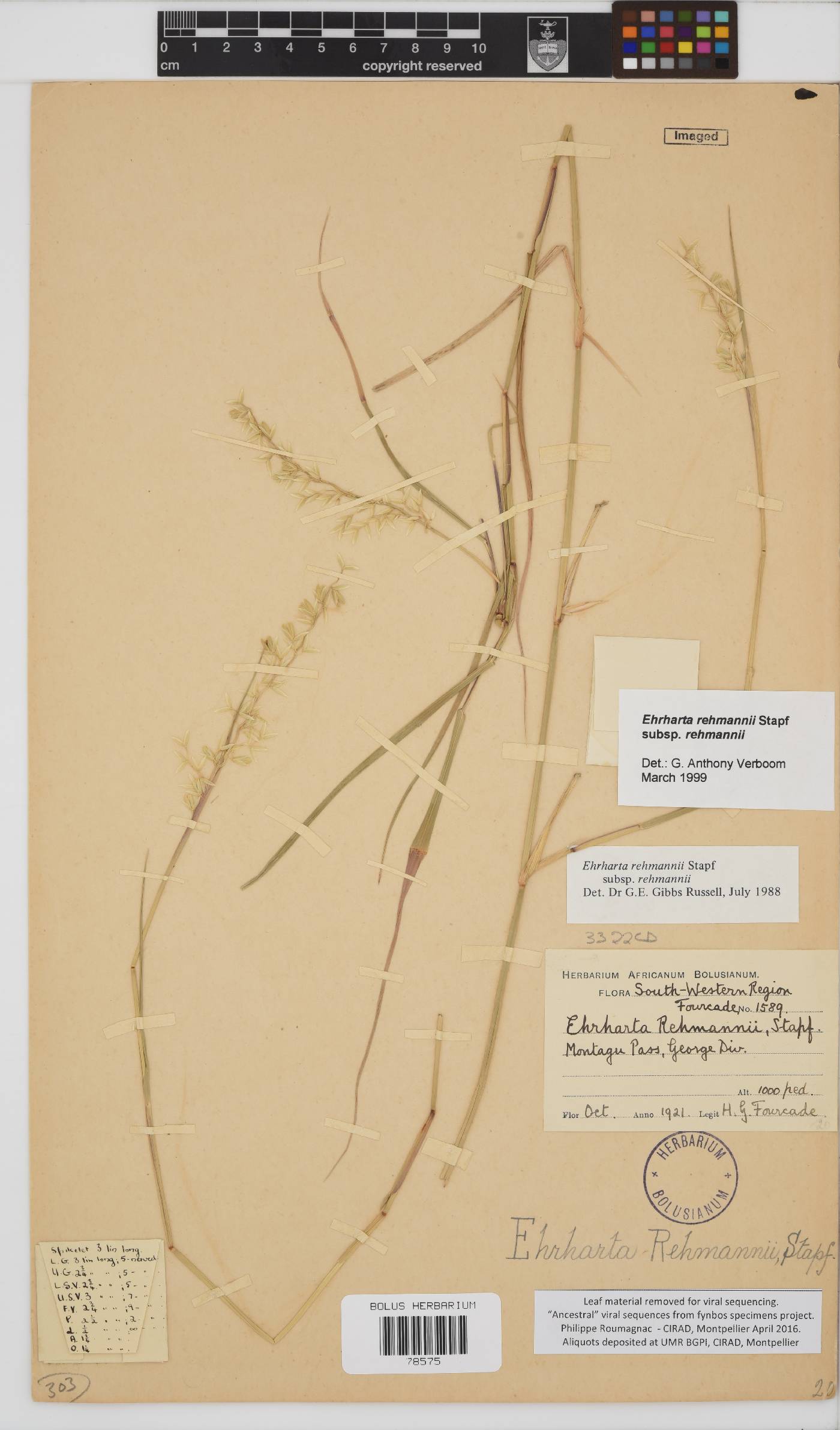 Ehrharta rehmannii image