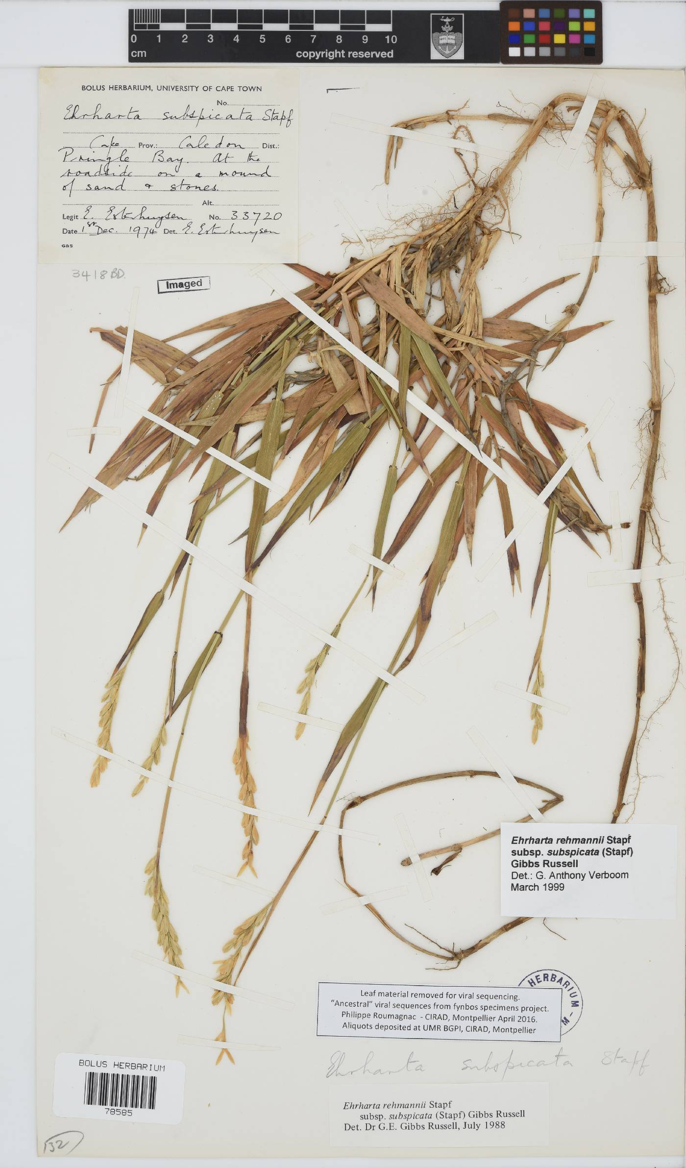 Ehrharta rehmannii subsp. subspicata image