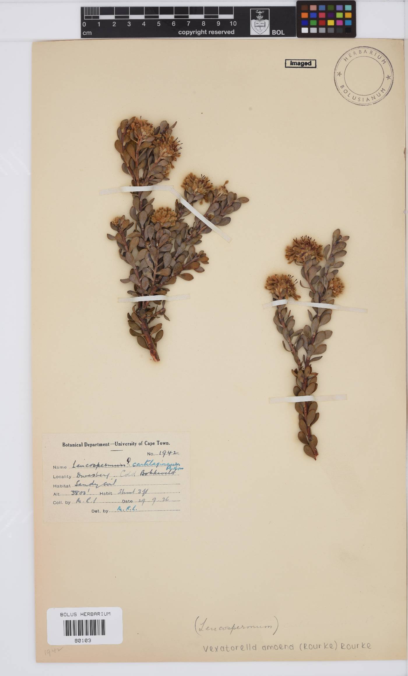 Vexatorella amoena image