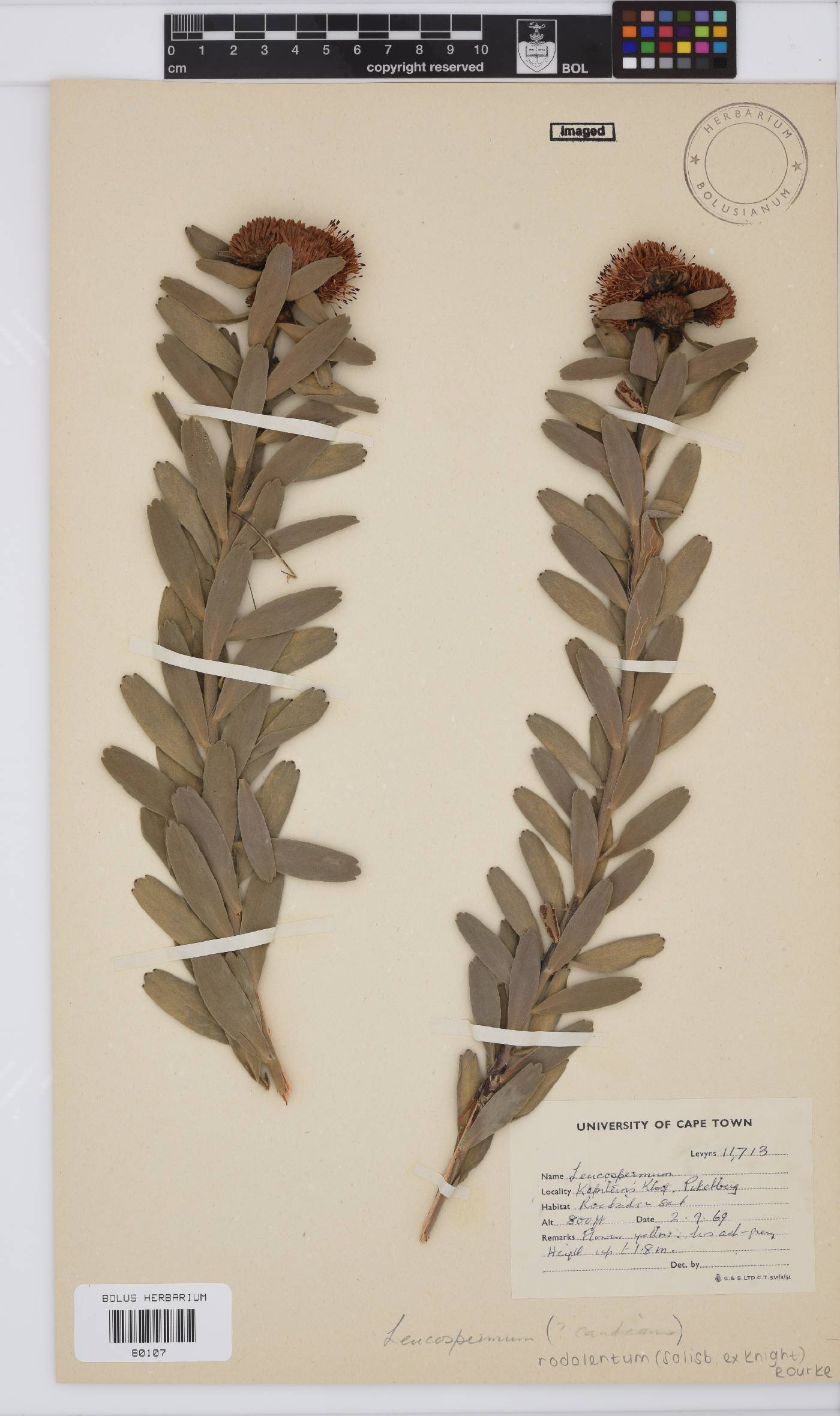 Leucospermum rodolentum image