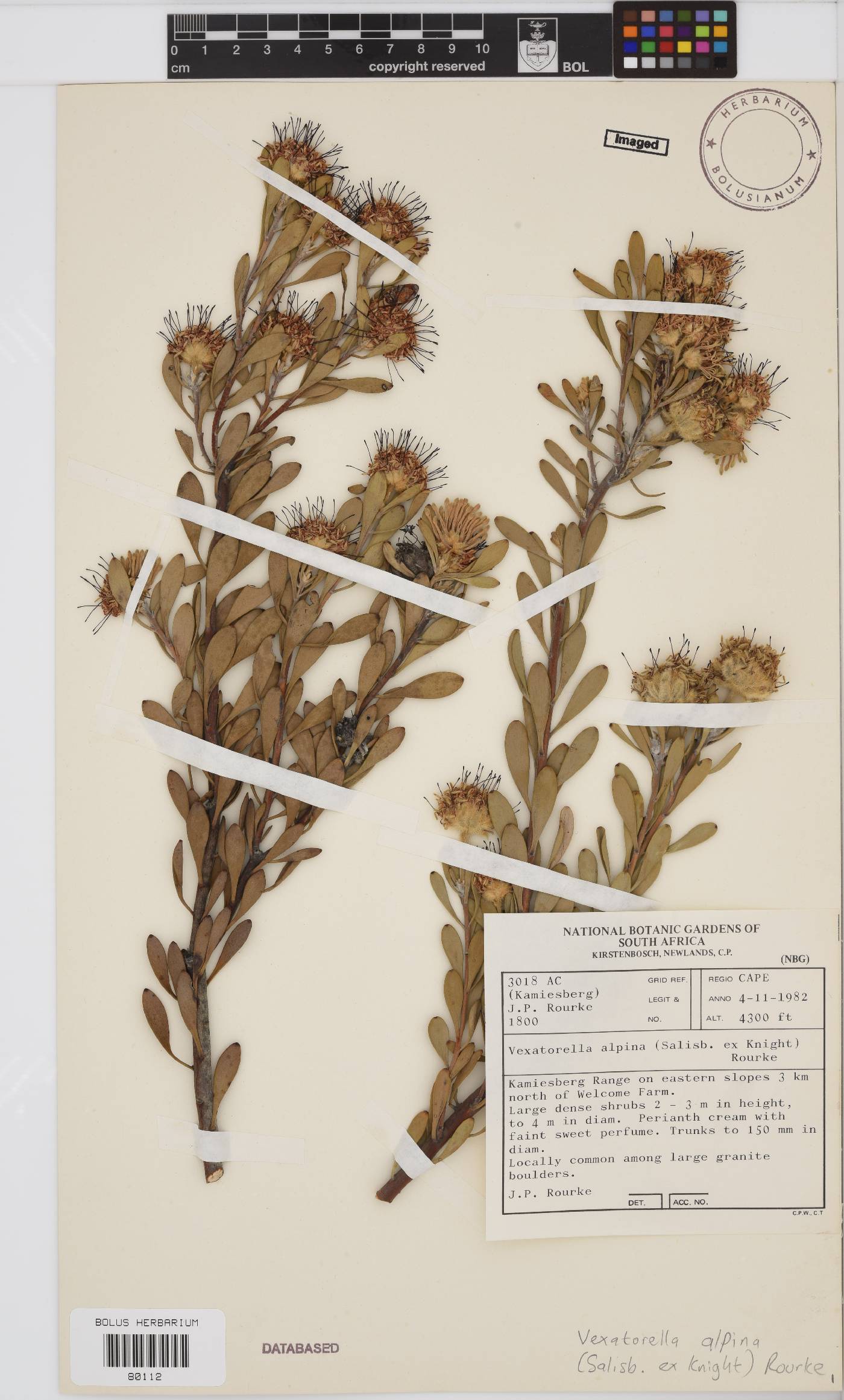 Vexatorella alpina image