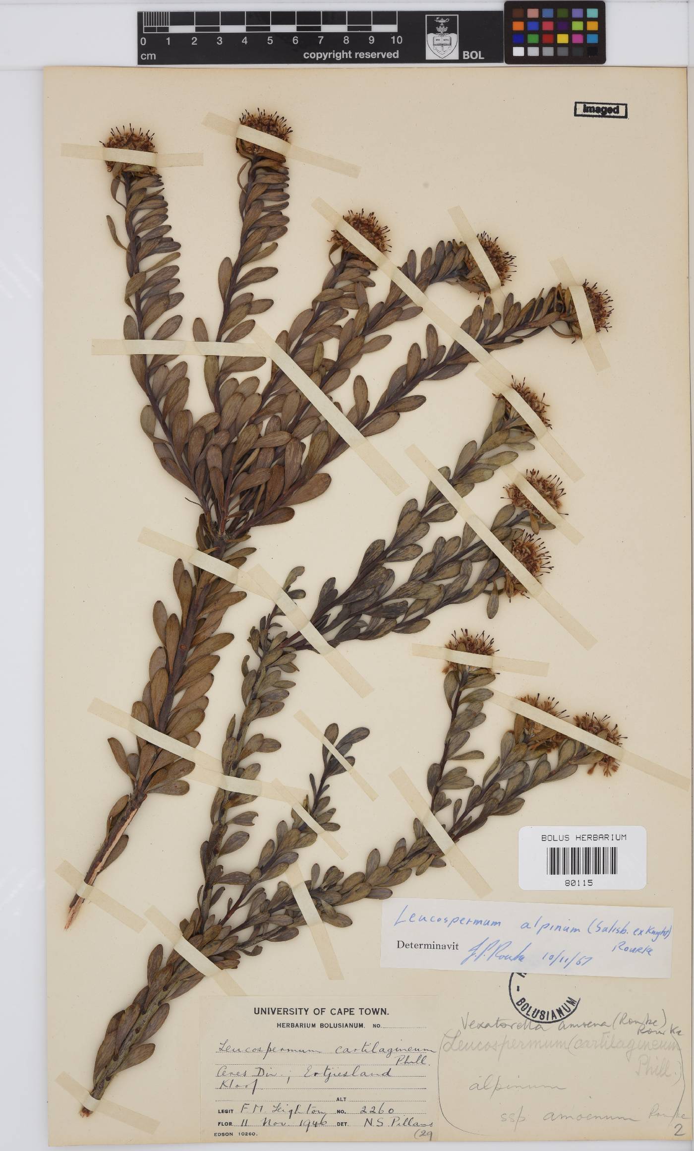 Vexatorella amoena image
