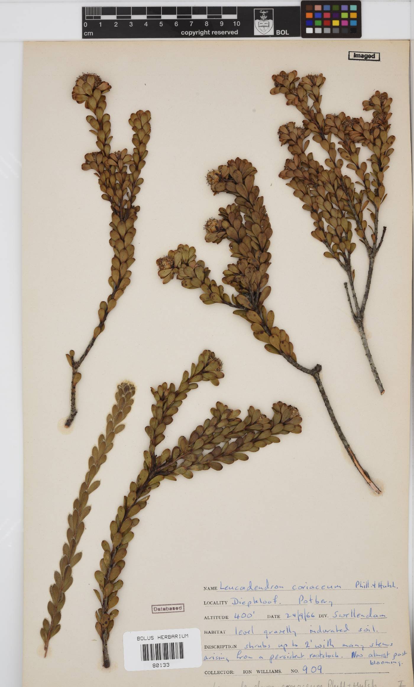 Leucadendron coriaceum image