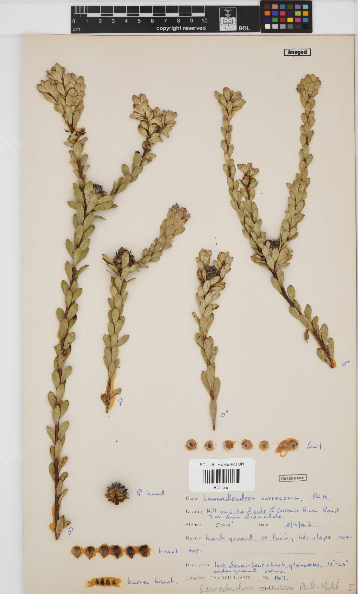 Leucadendron coriaceum image