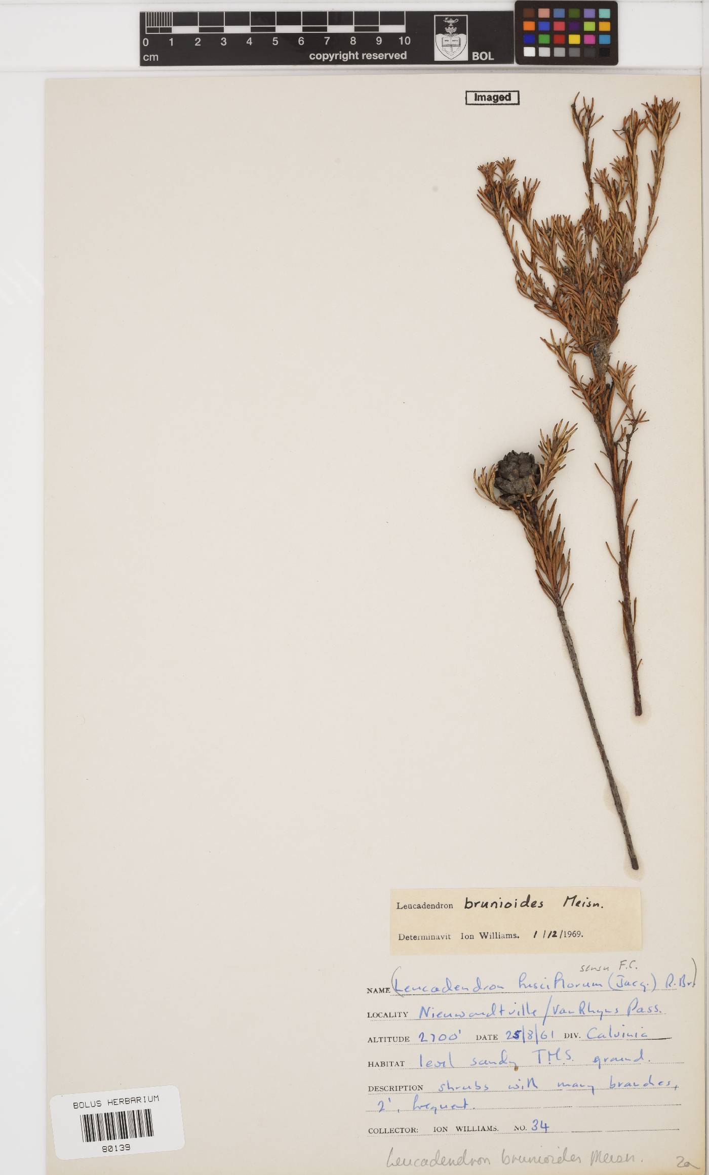 Leucadendron brunioides var. brunioides image