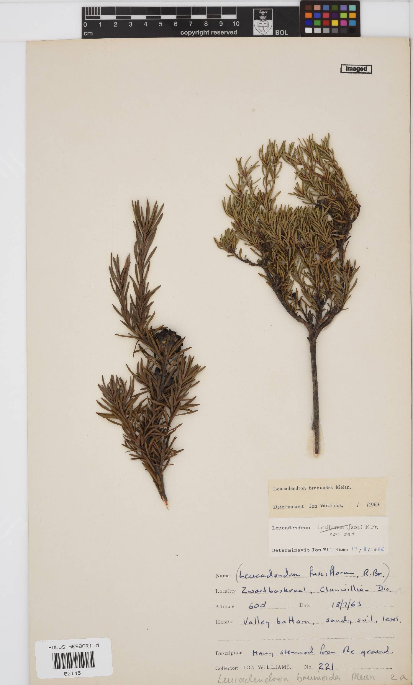 Leucadendron brunioides var. brunioides image