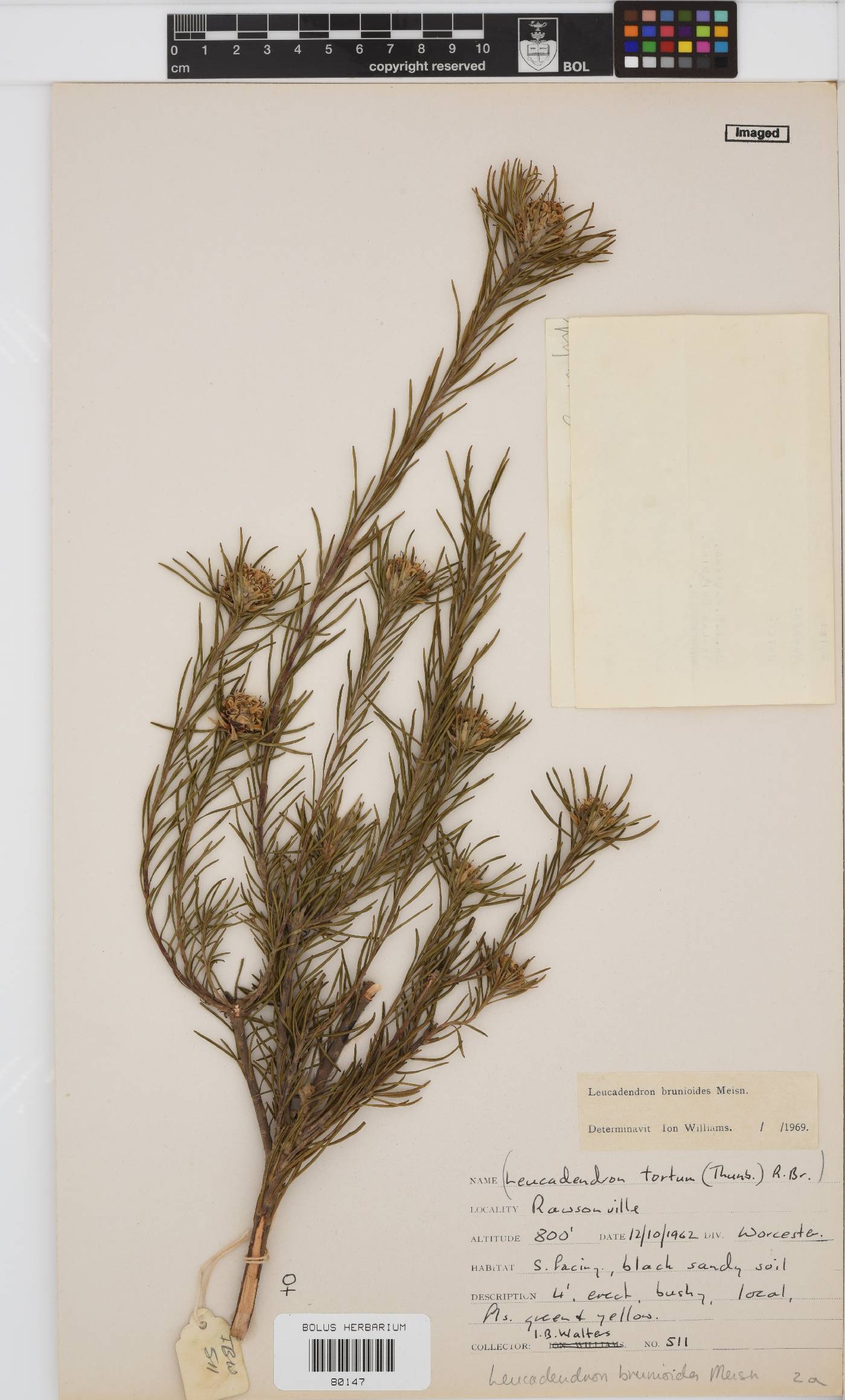 Leucadendron brunioides var. brunioides image