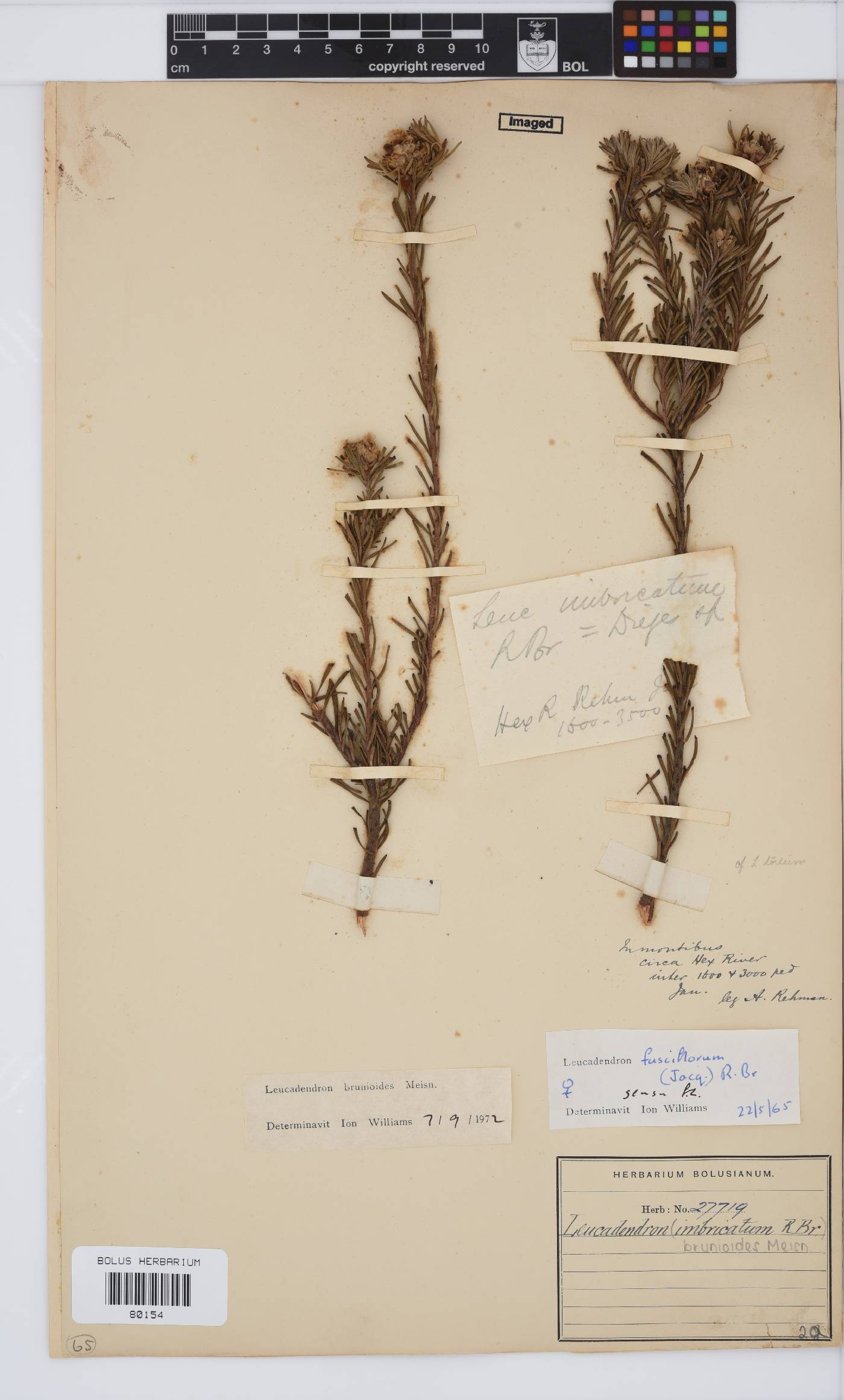 Leucadendron brunioides var. brunioides image