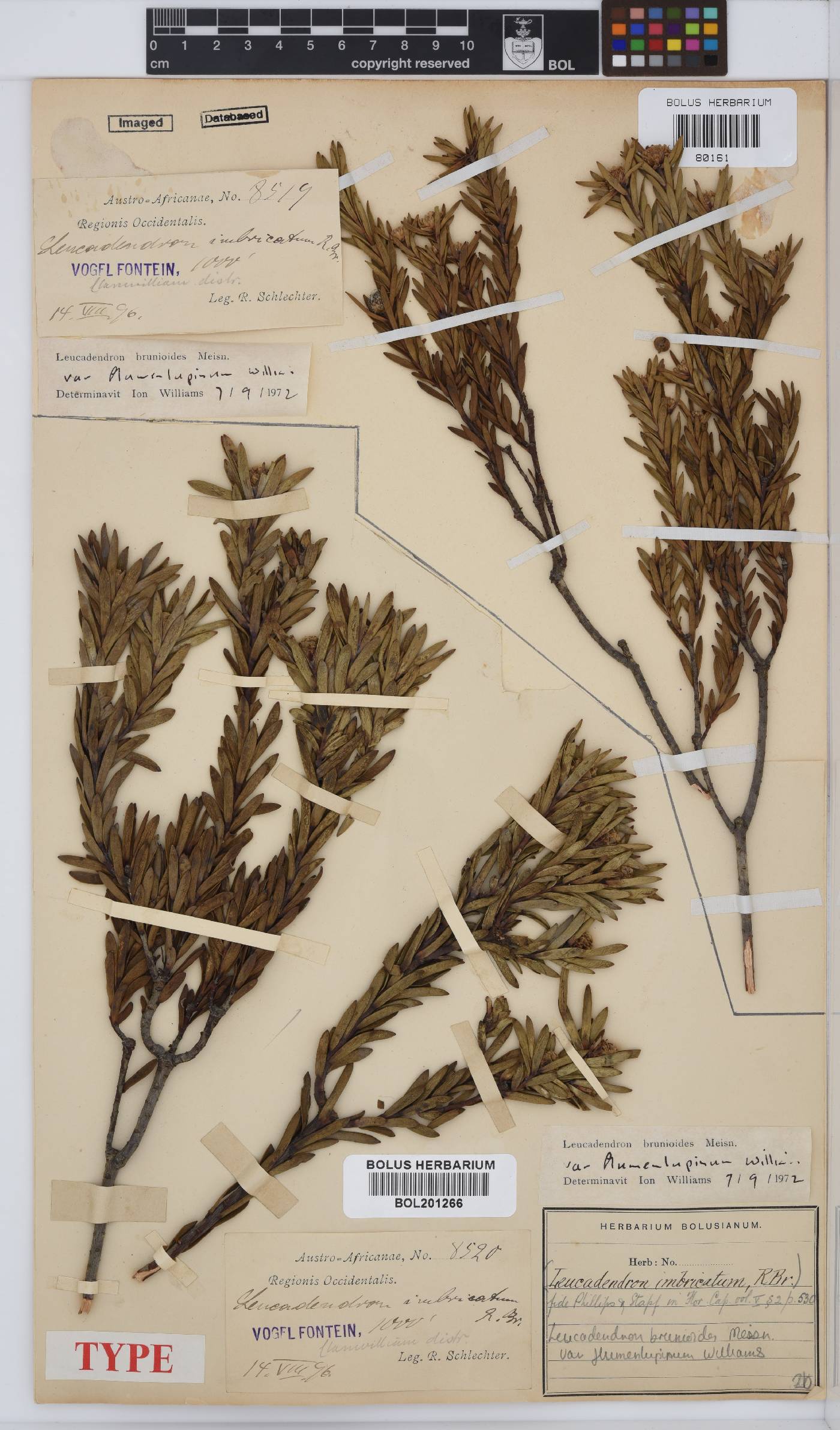 Leucadendron brunioides var. flumenlupinum image