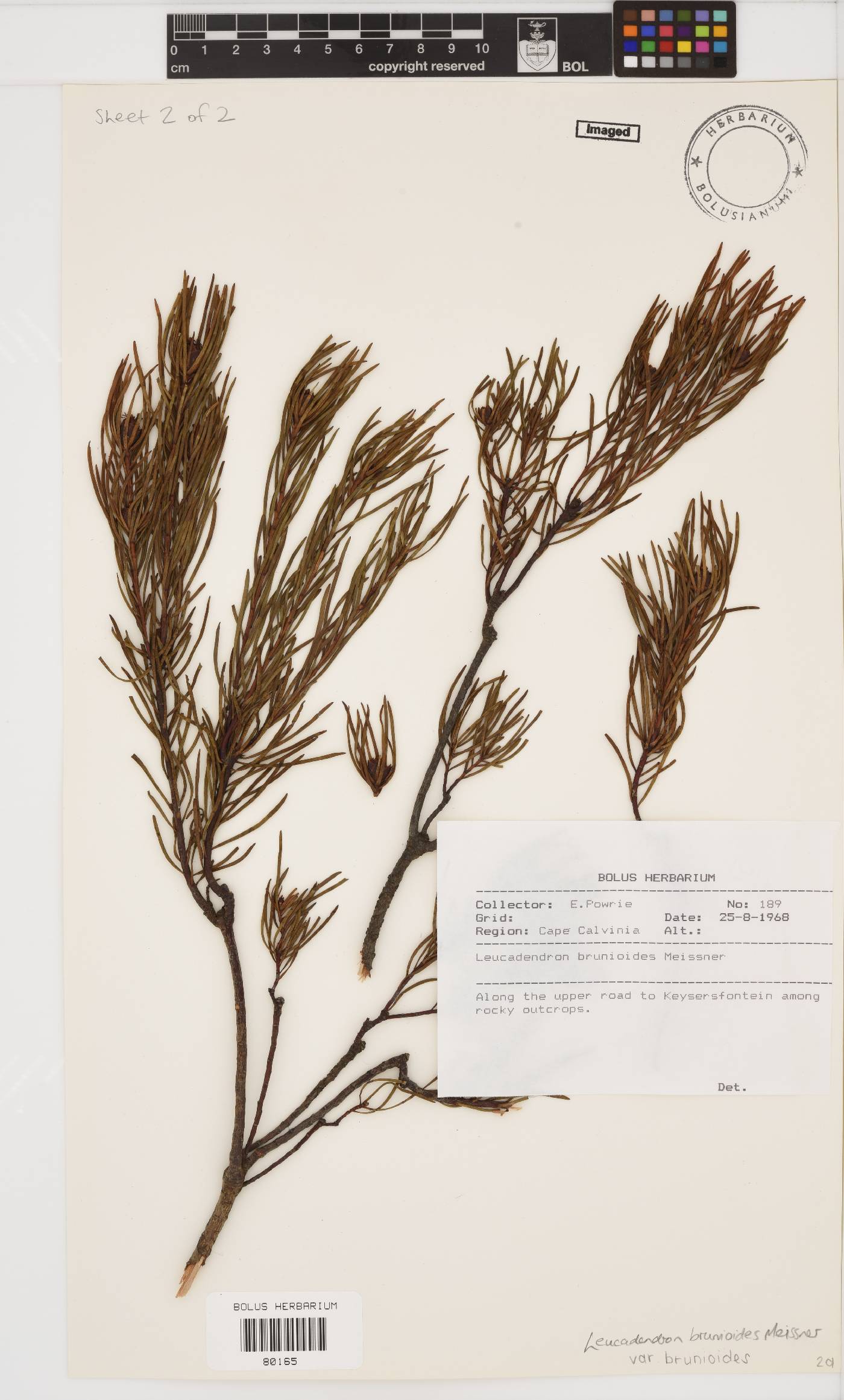 Leucadendron brunioides image