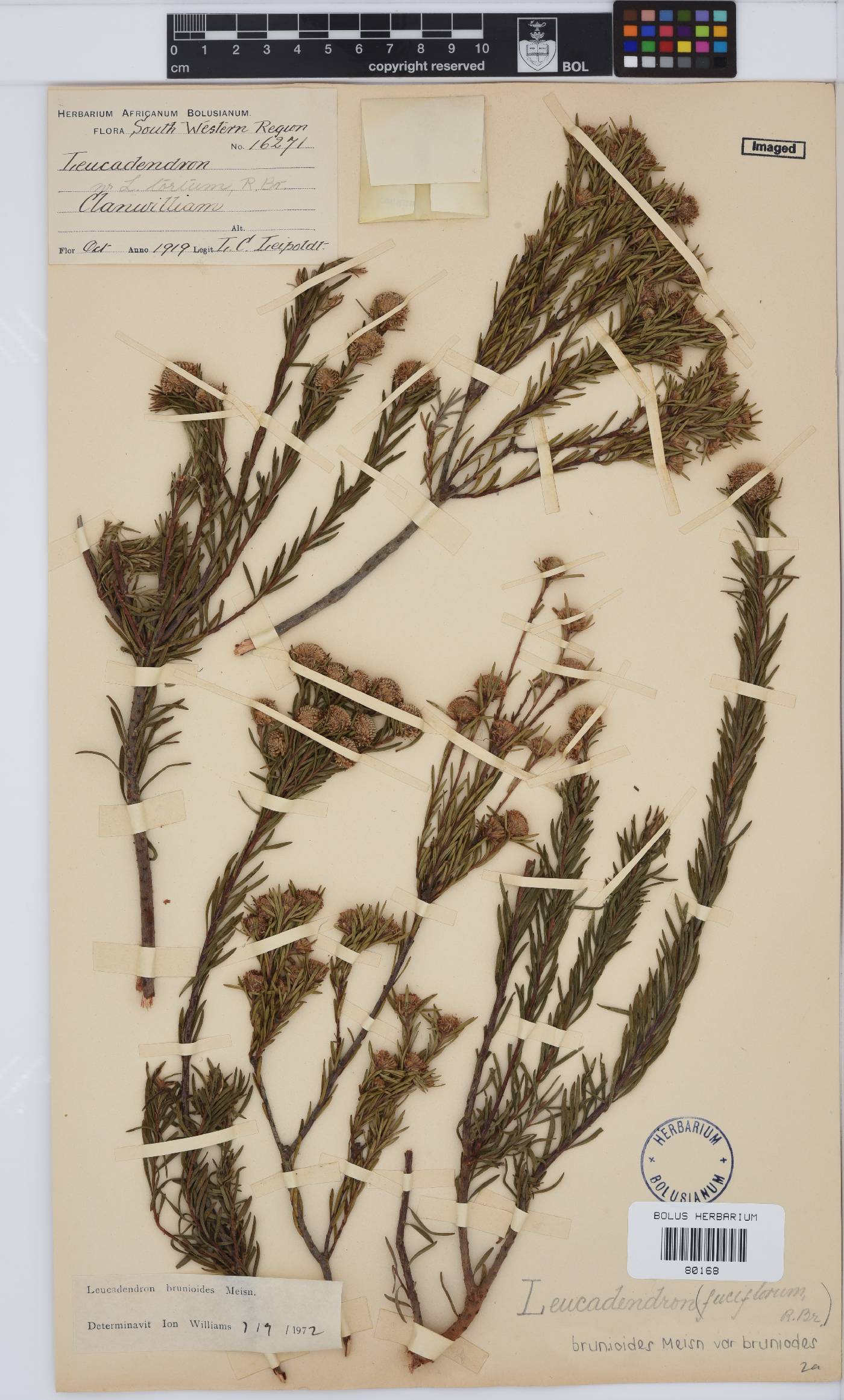 Leucadendron brunioides var. brunioides image