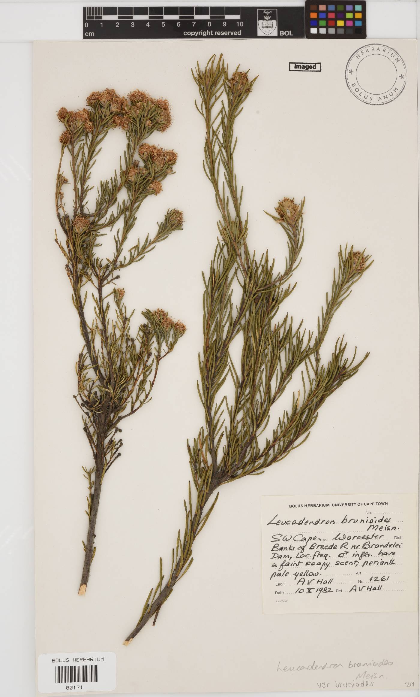 Leucadendron brunioides var. brunioides image