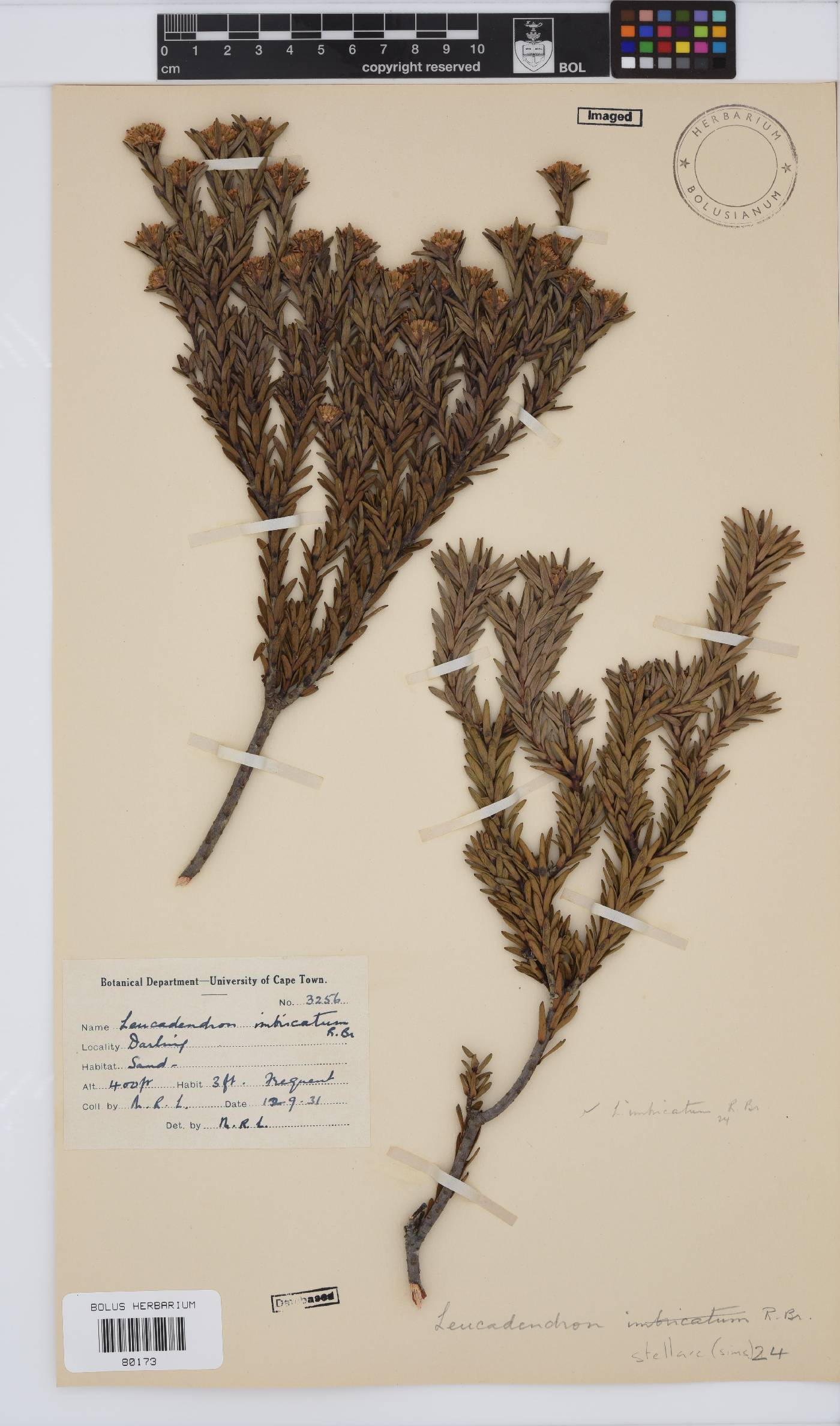 Leucadendron stellare image
