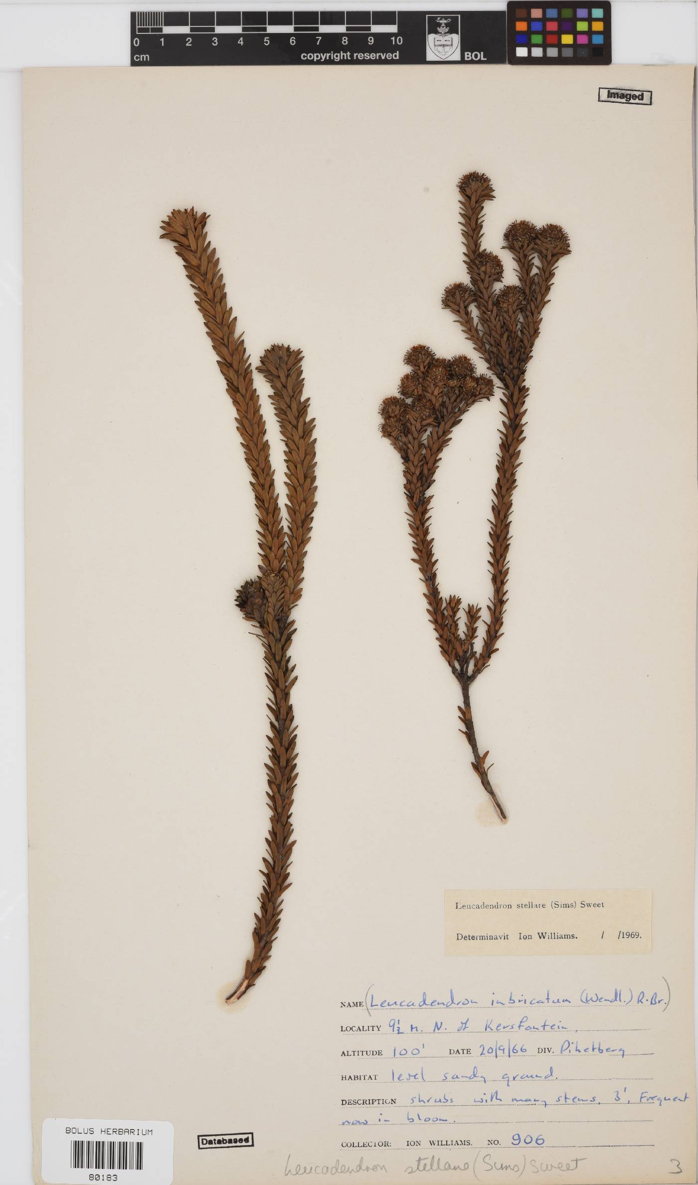 Leucadendron stellare image