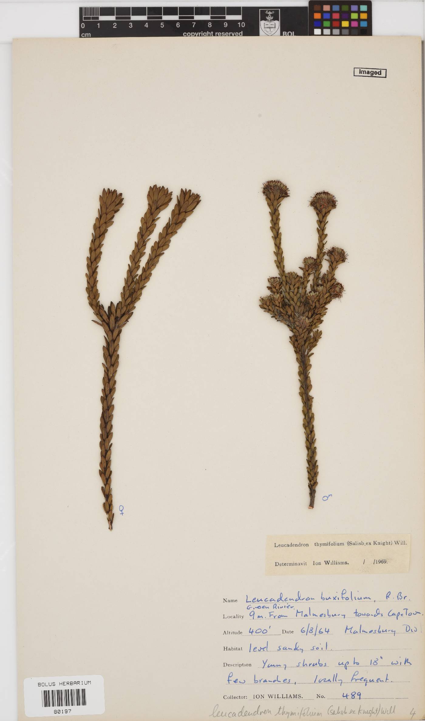 Leucadendron thymifolium image
