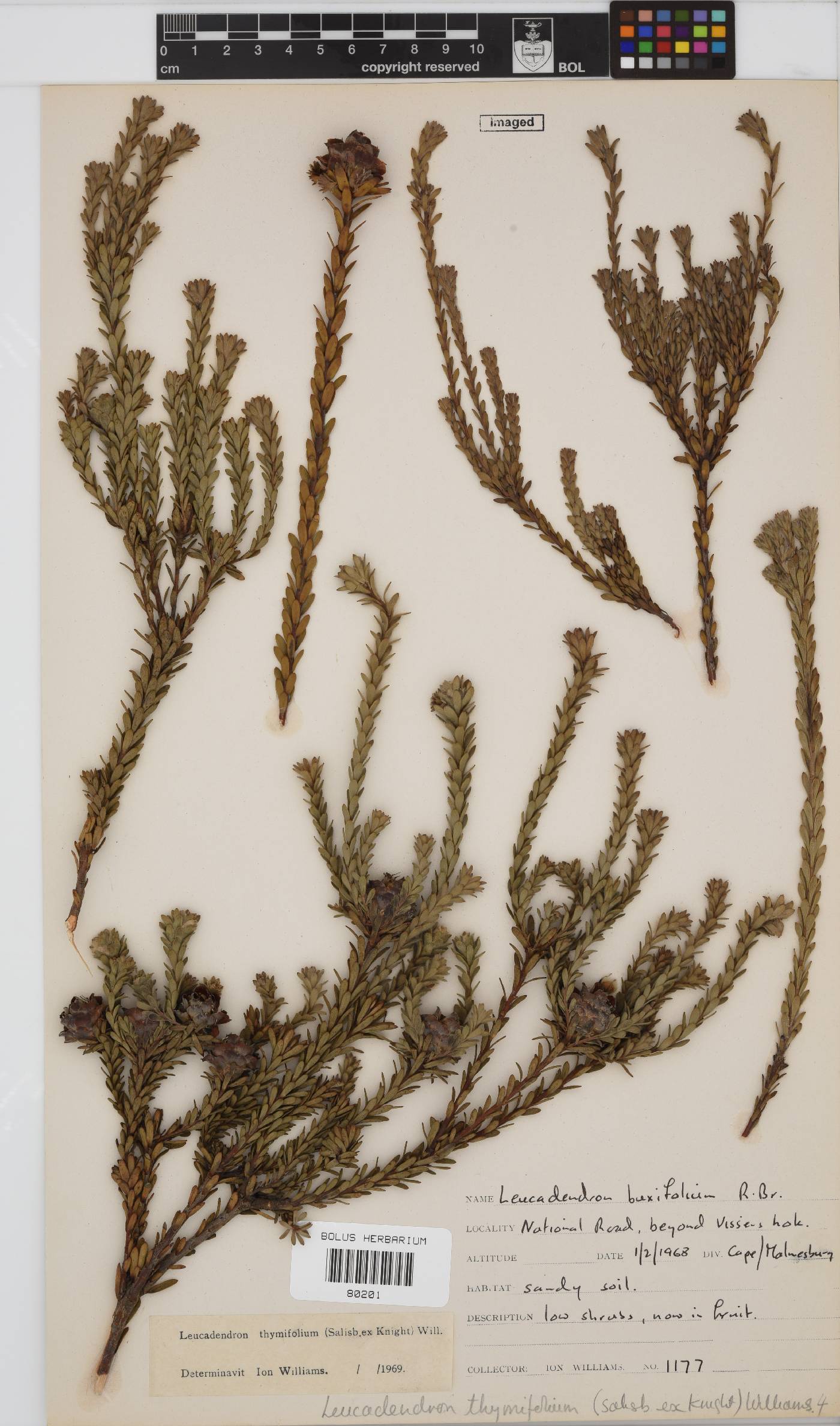 Leucadendron thymifolium image