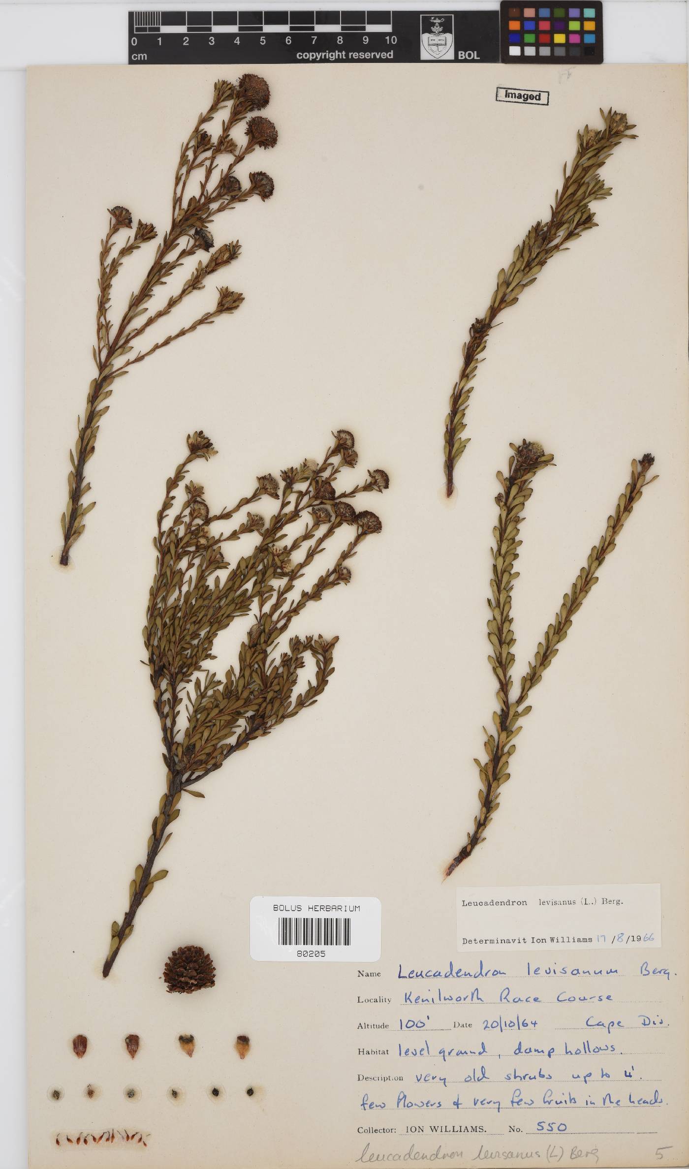 Leucadendron levisanus image