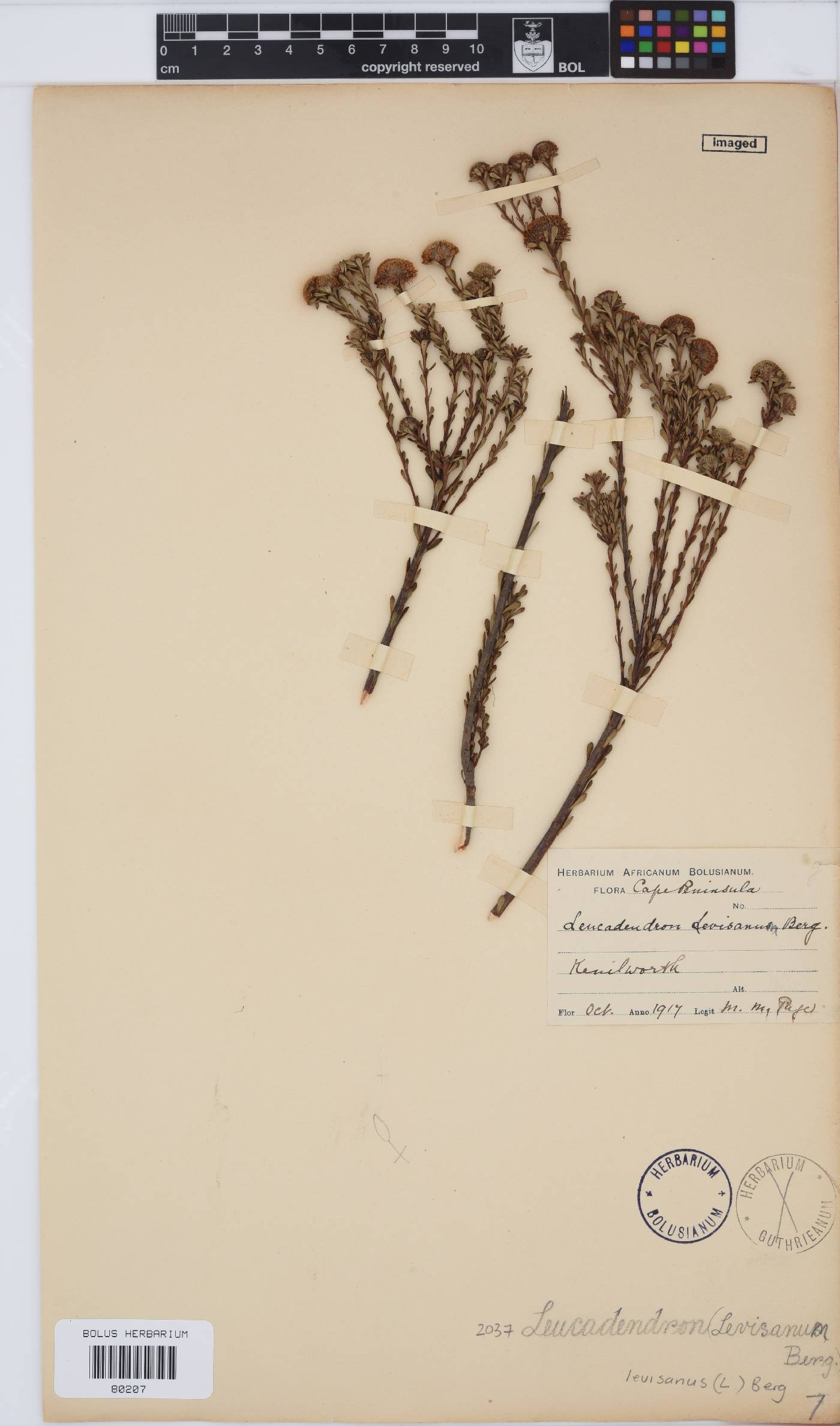 Leucadendron image
