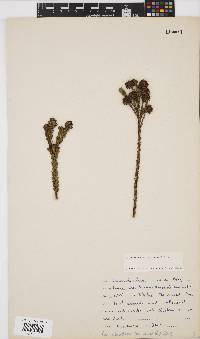 Leucadendron levisanus image
