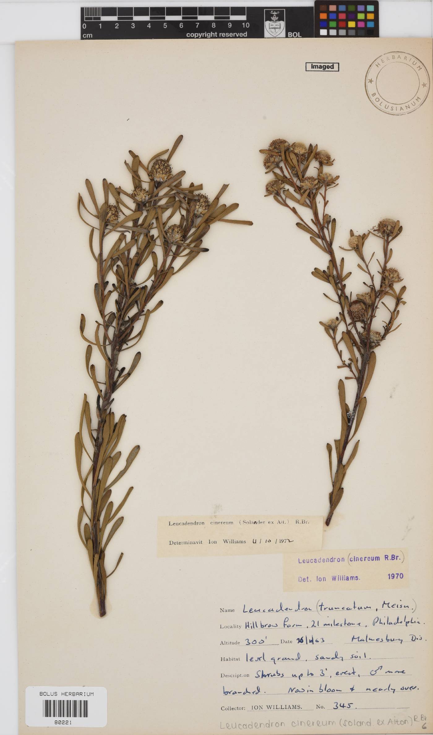 Leucadendron cinereum image