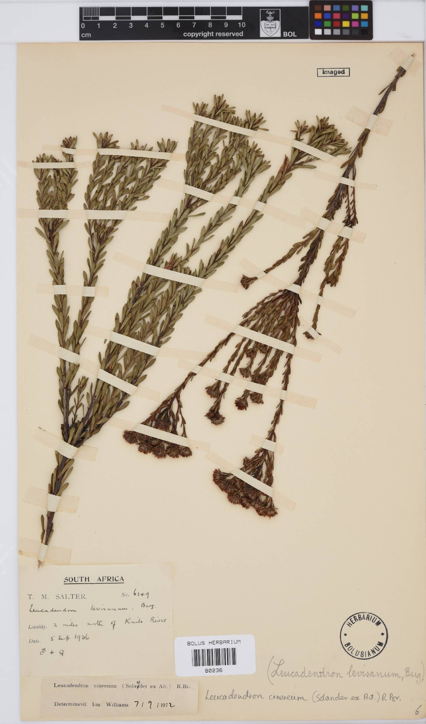 Leucadendron cinereum image