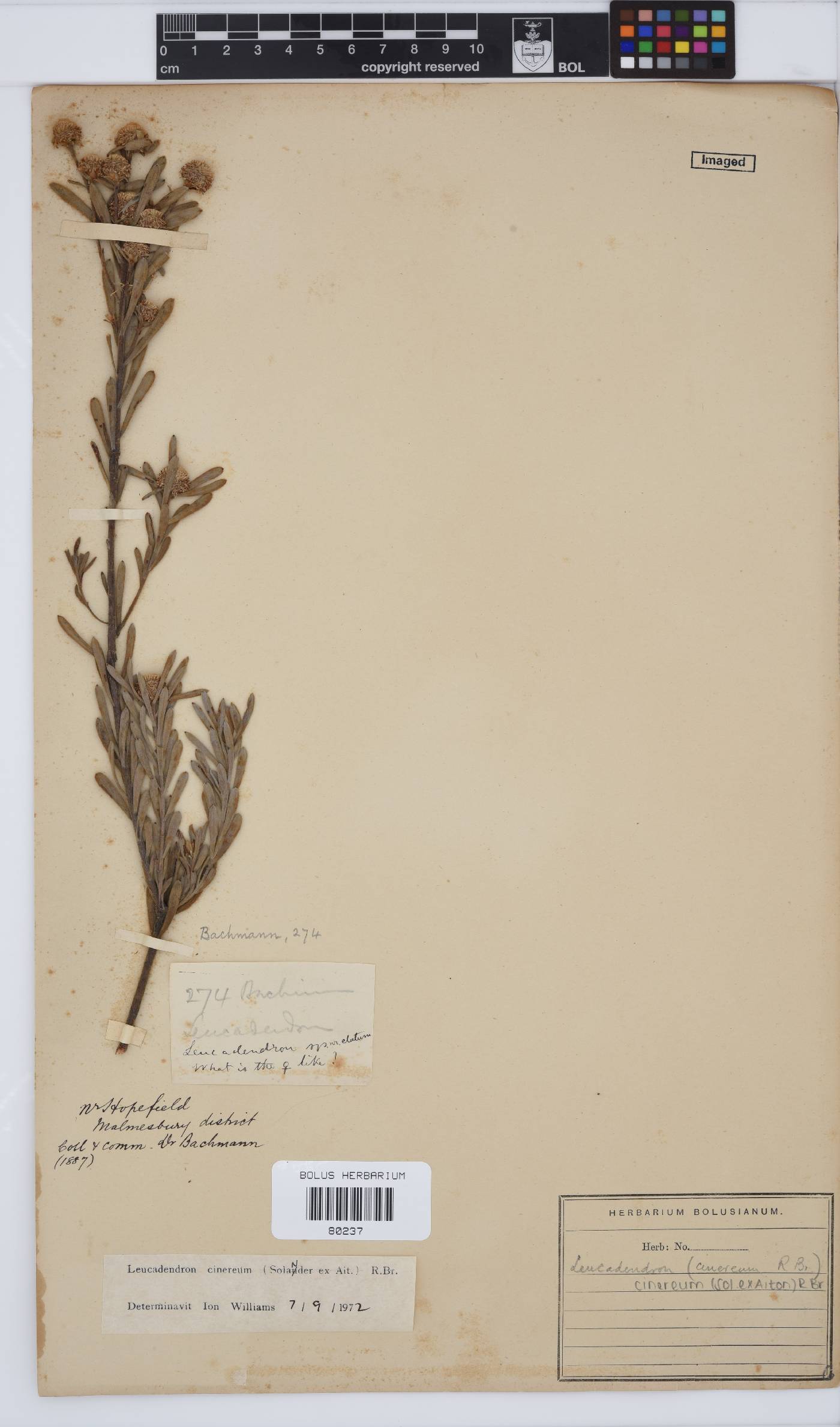 Leucadendron cinereum image
