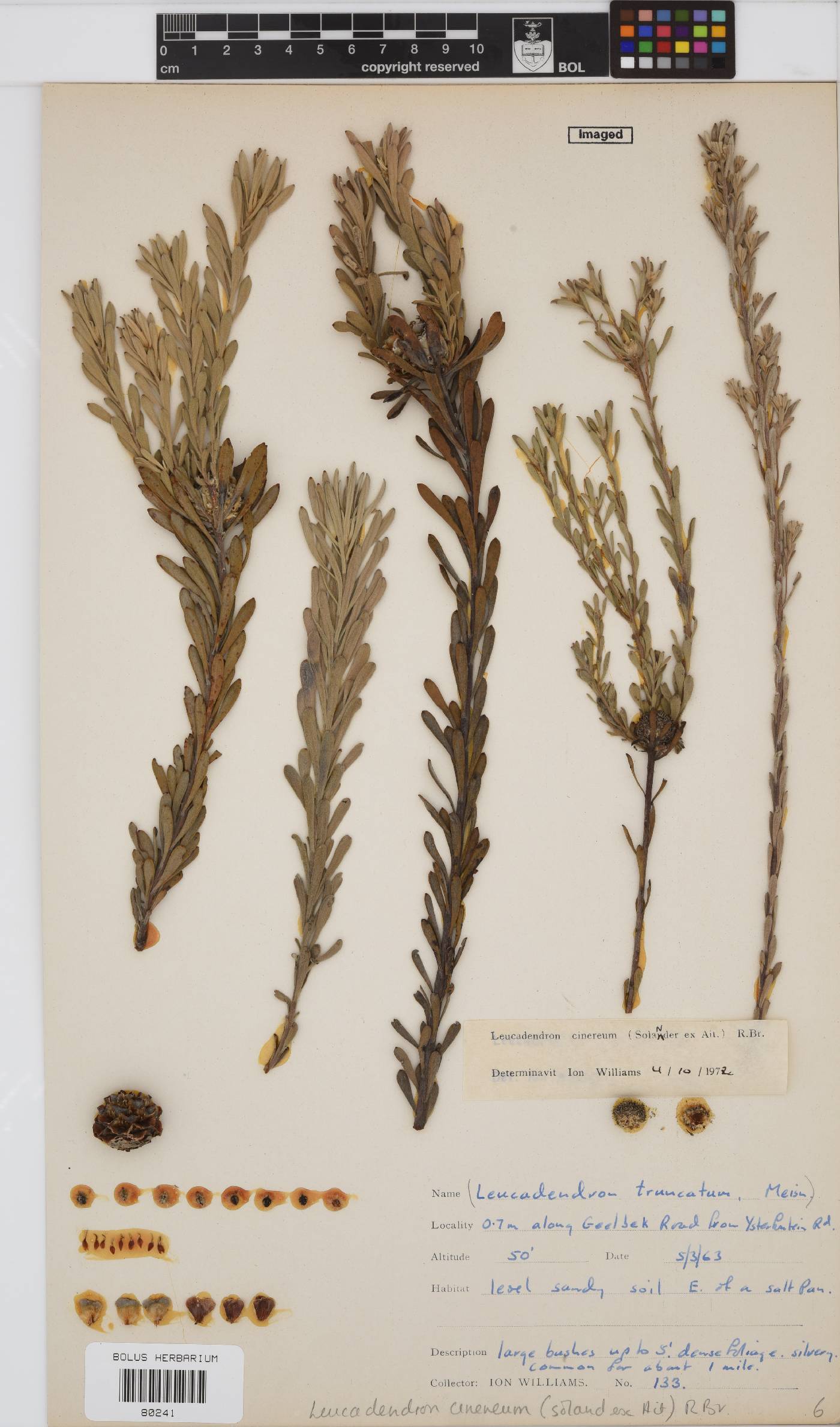 Leucadendron cinereum image