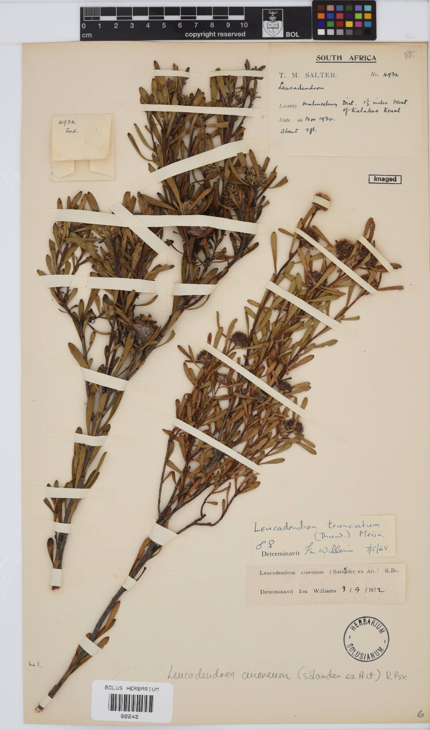 Leucadendron cinereum image