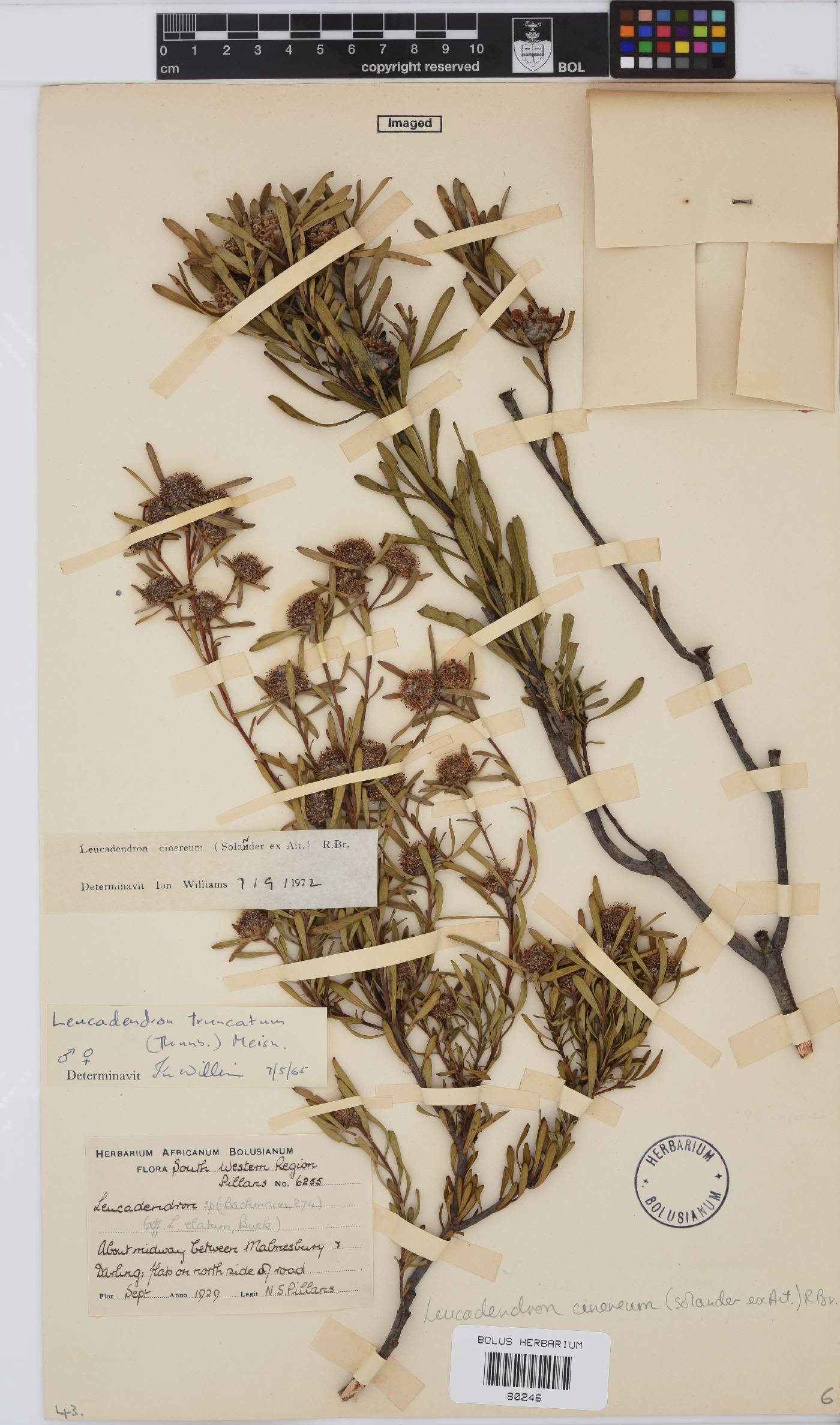 Leucadendron cinereum image