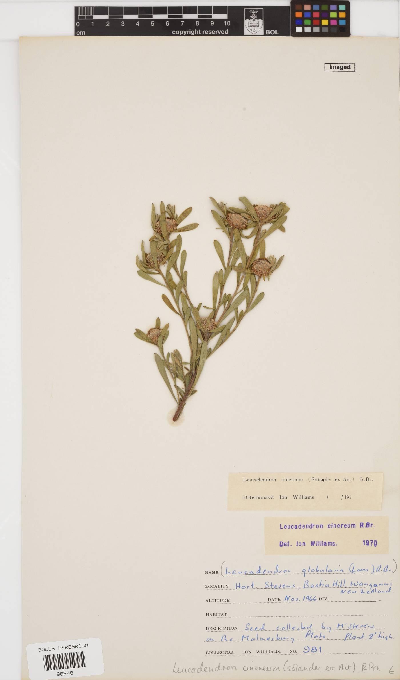 Leucadendron cinereum image