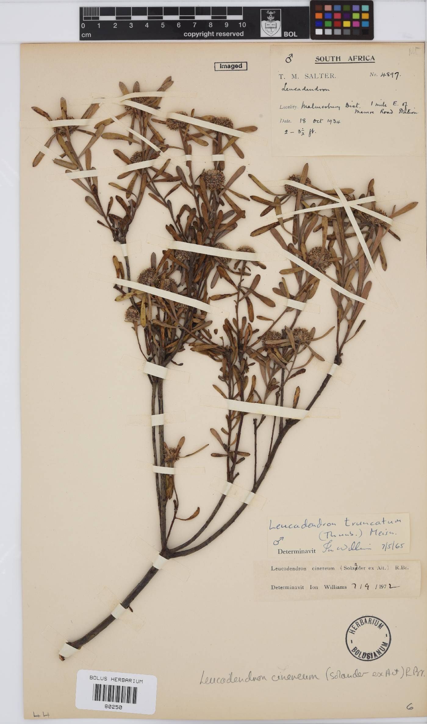 Leucadendron cinereum image