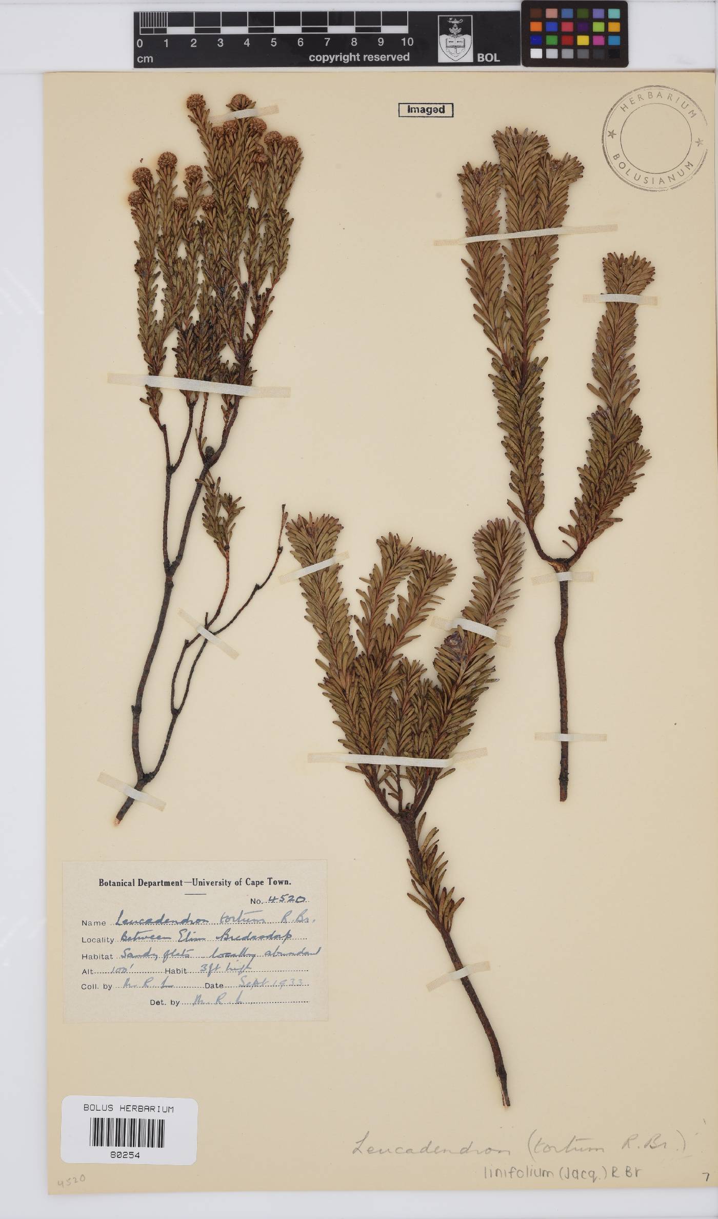 Leucadendron linifolium image