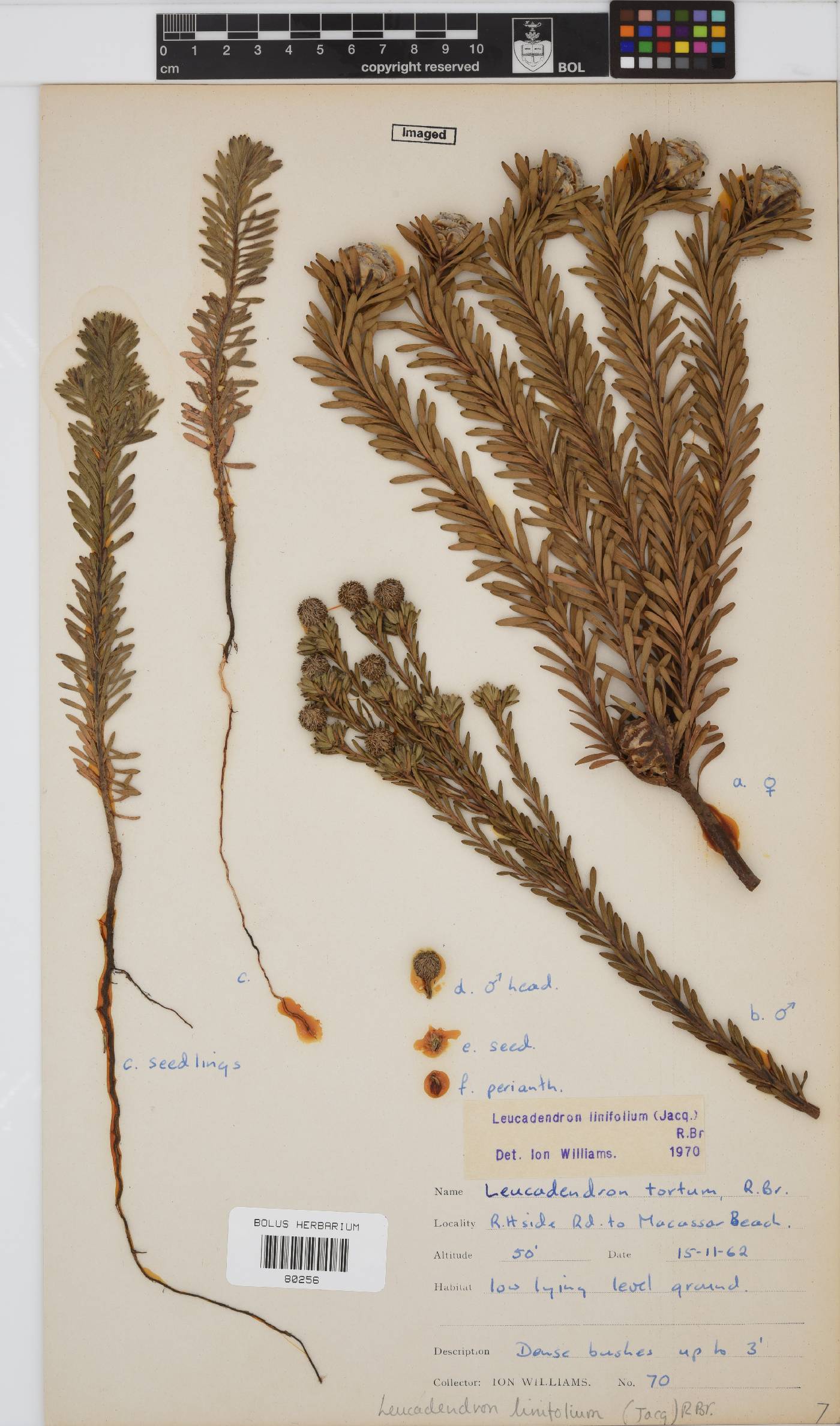 Leucadendron linifolium image