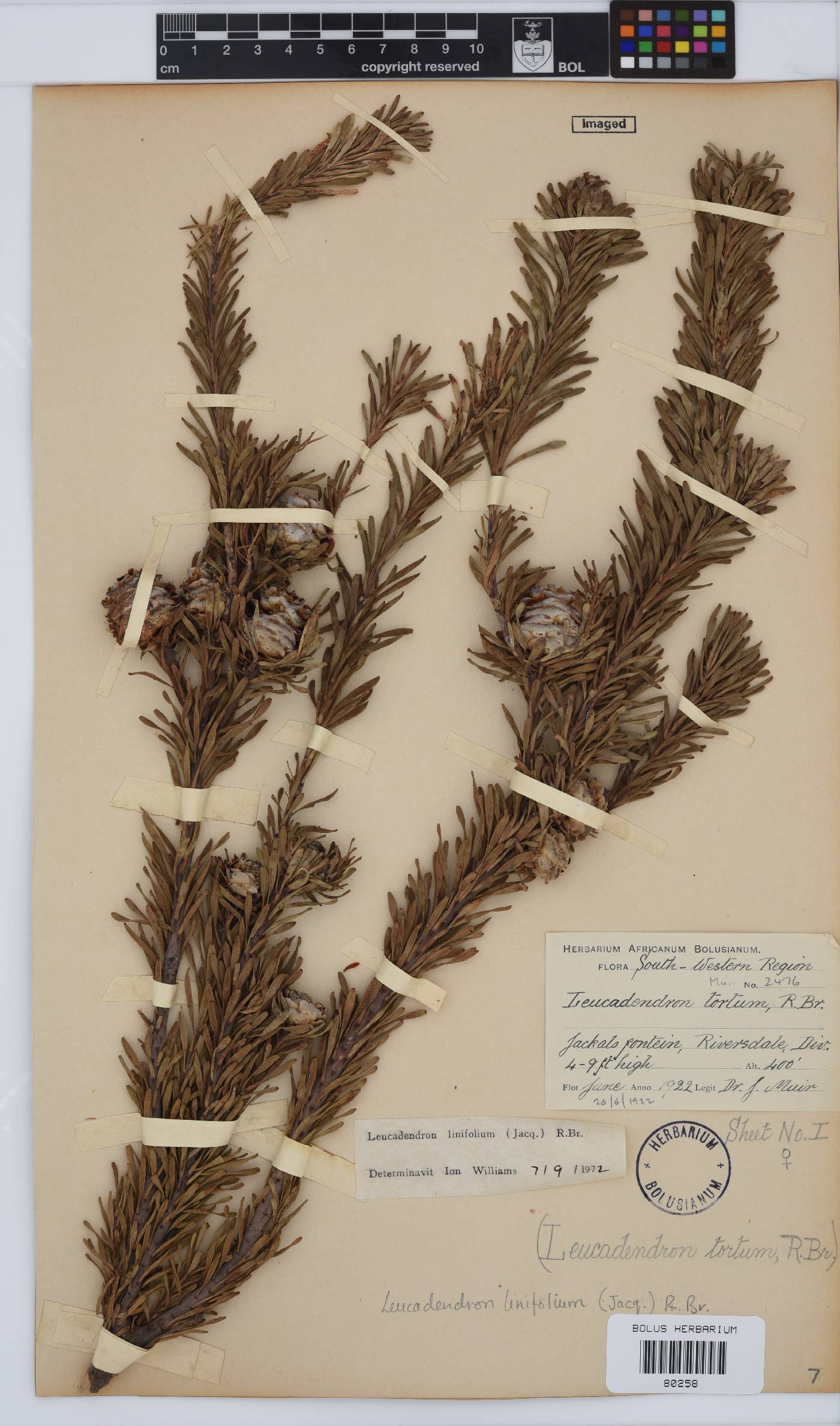 Leucadendron linifolium image
