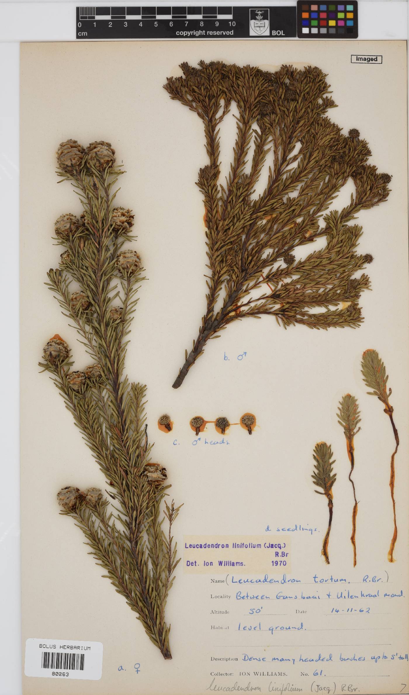 Leucadendron linifolium image