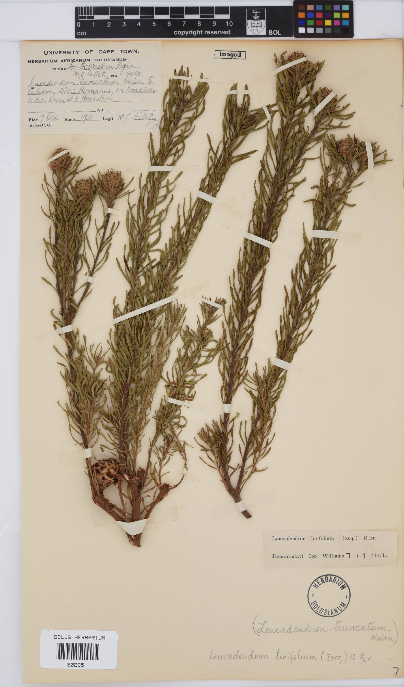 Leucadendron linifolium image