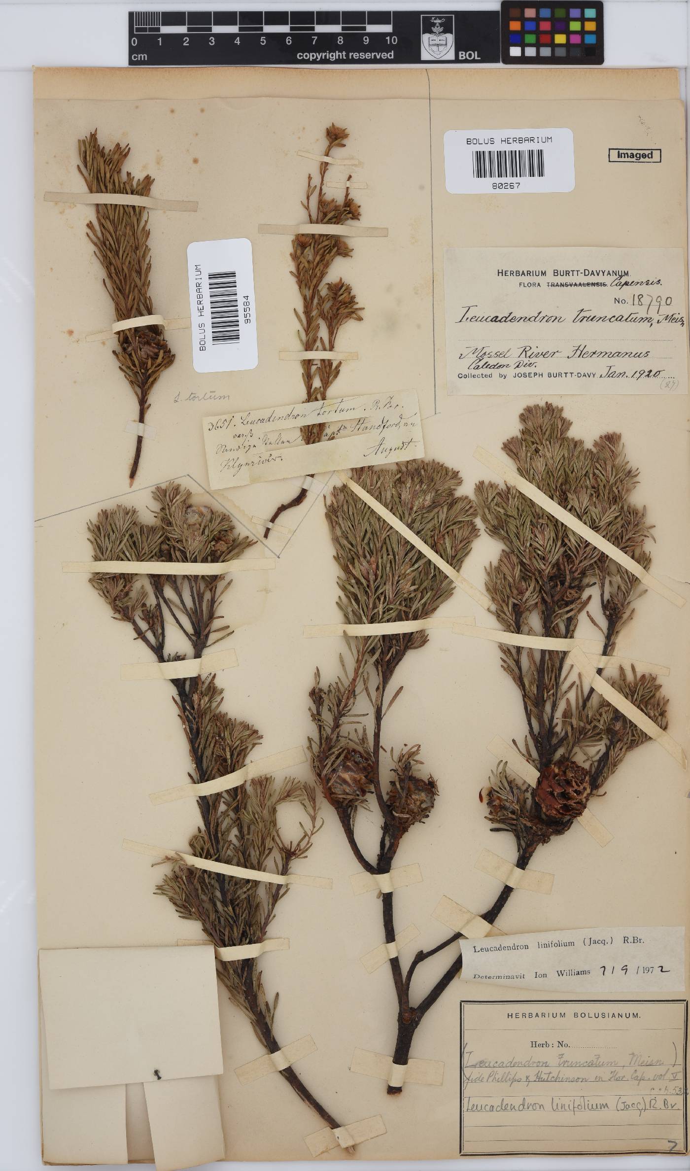 Leucadendron linifolium image