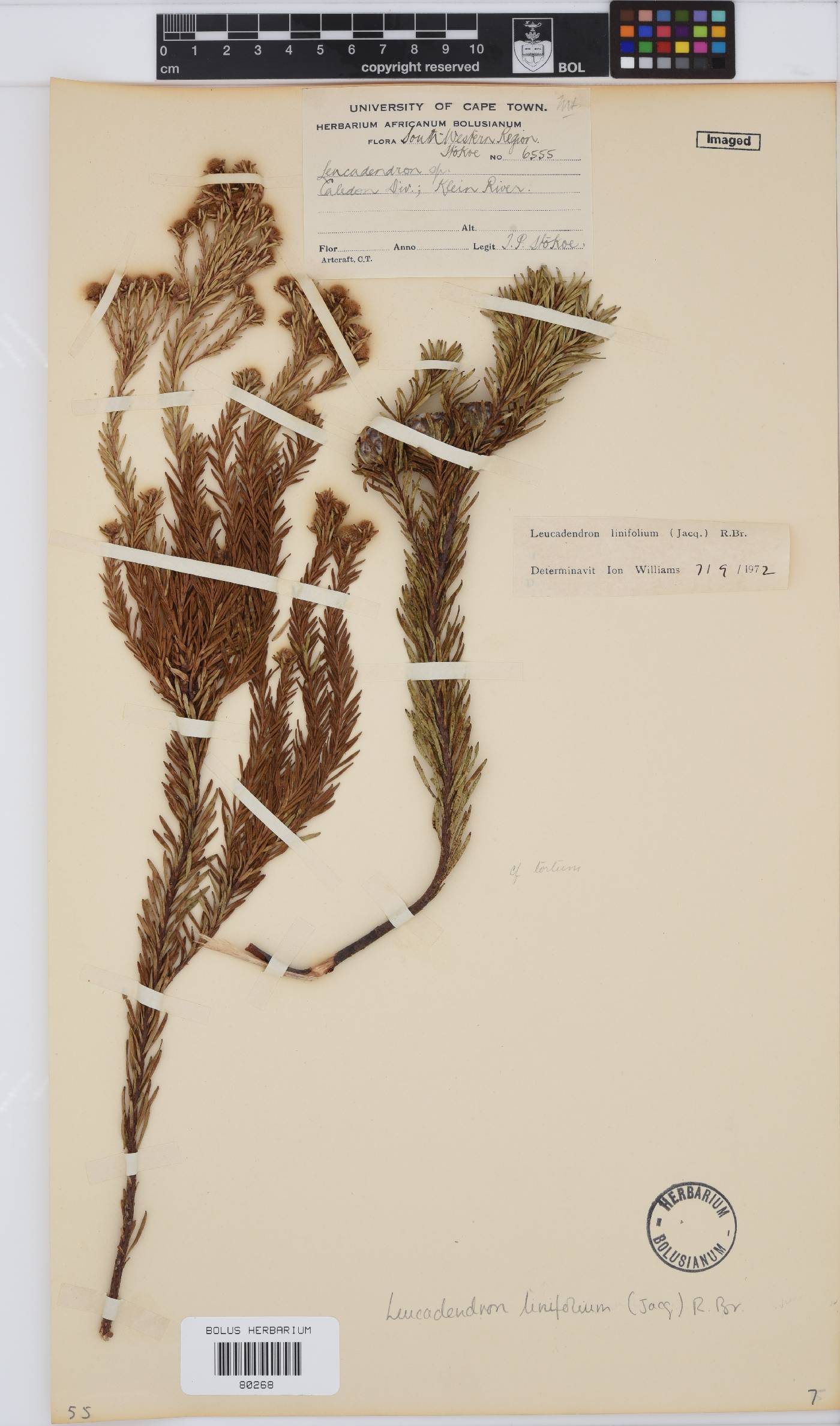 Leucadendron linifolium image