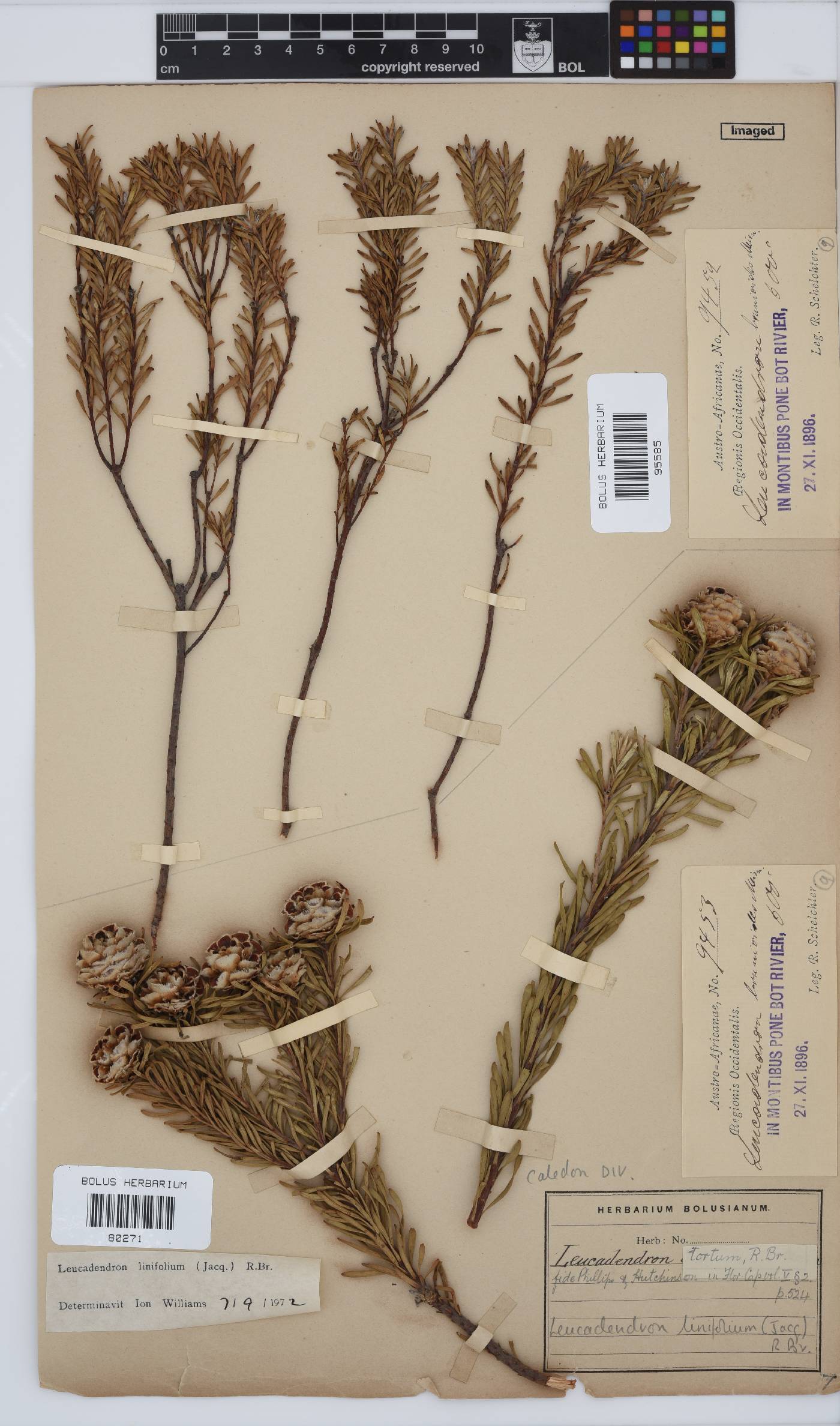 Leucadendron linifolium image